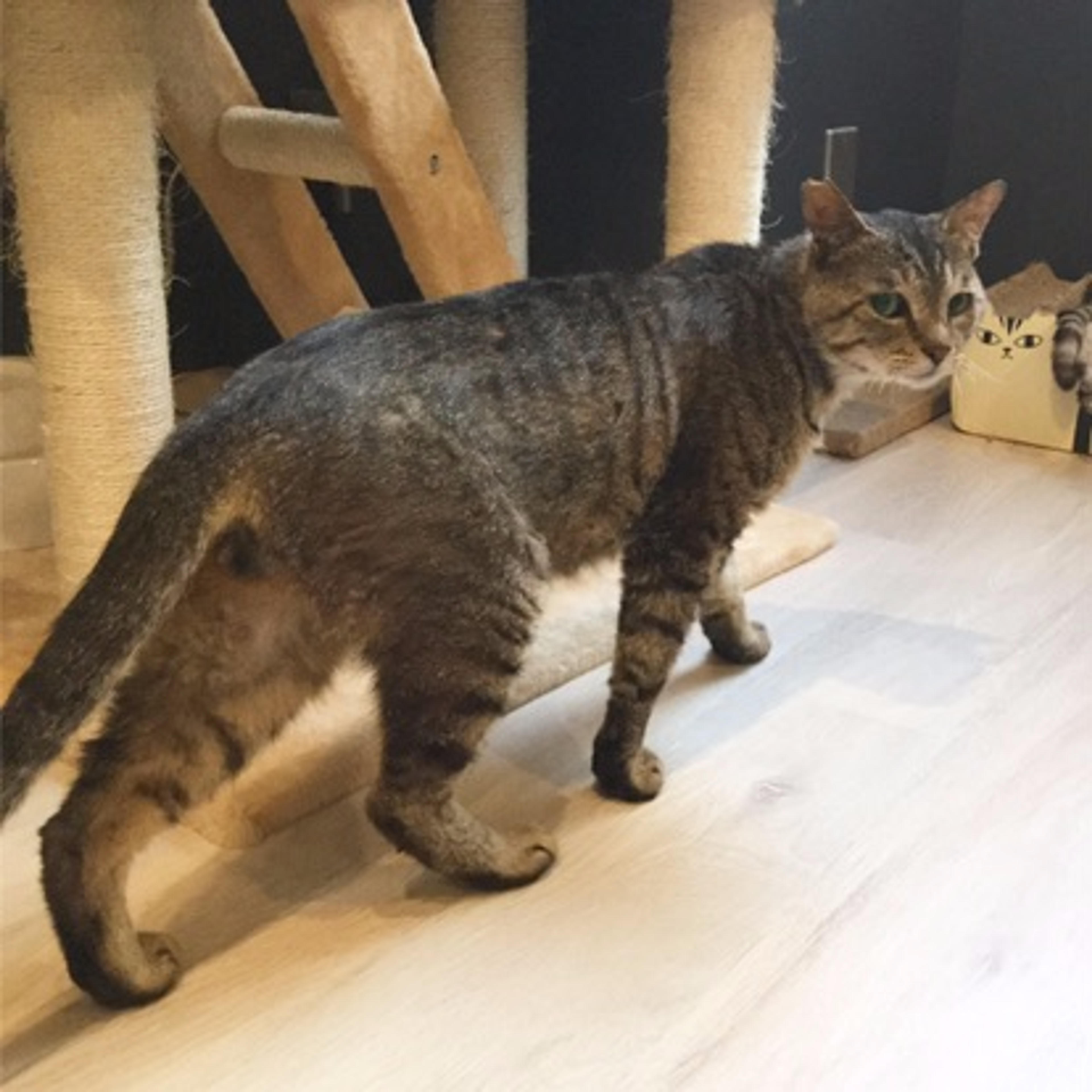 pet-image-3
