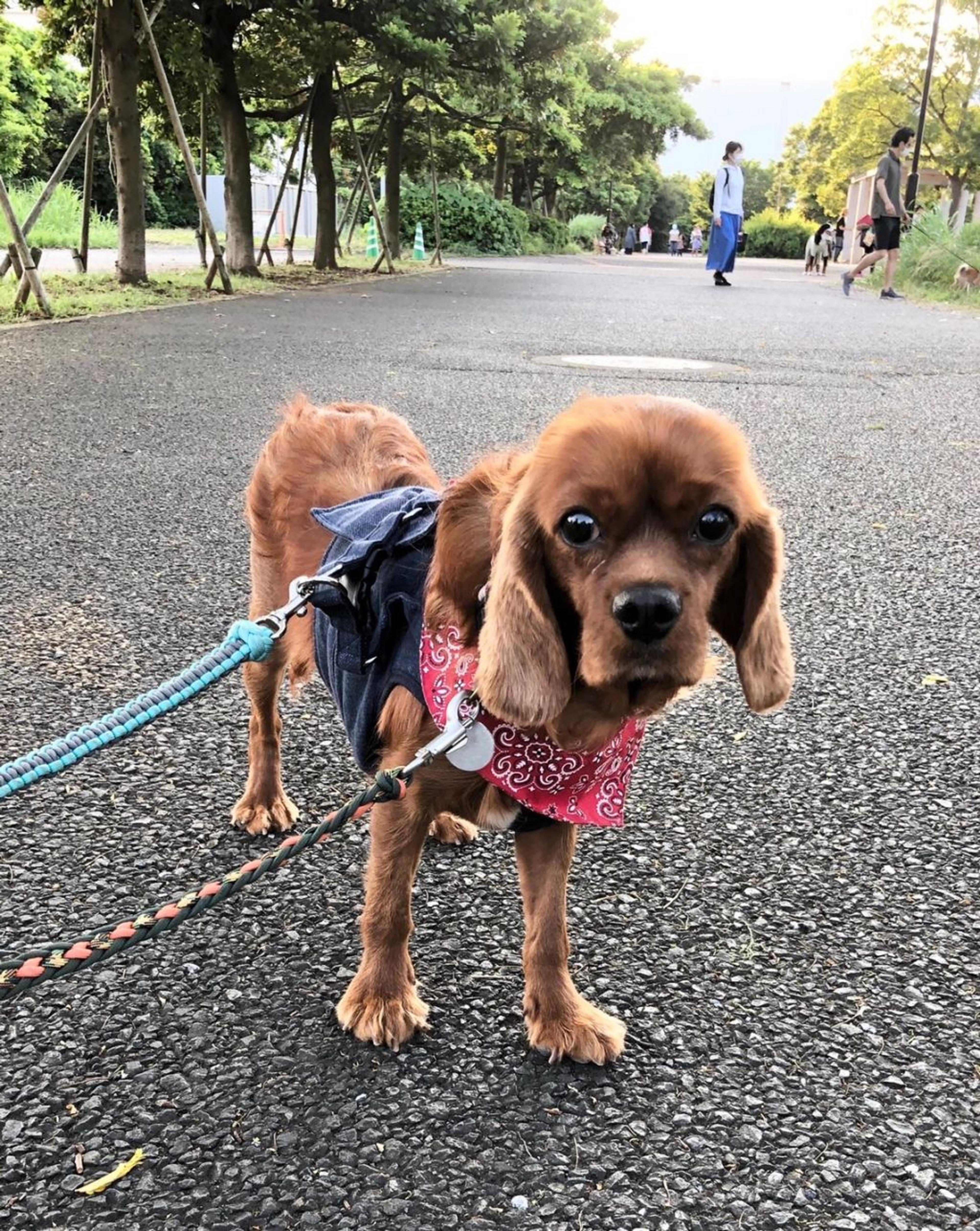 pet-image-2