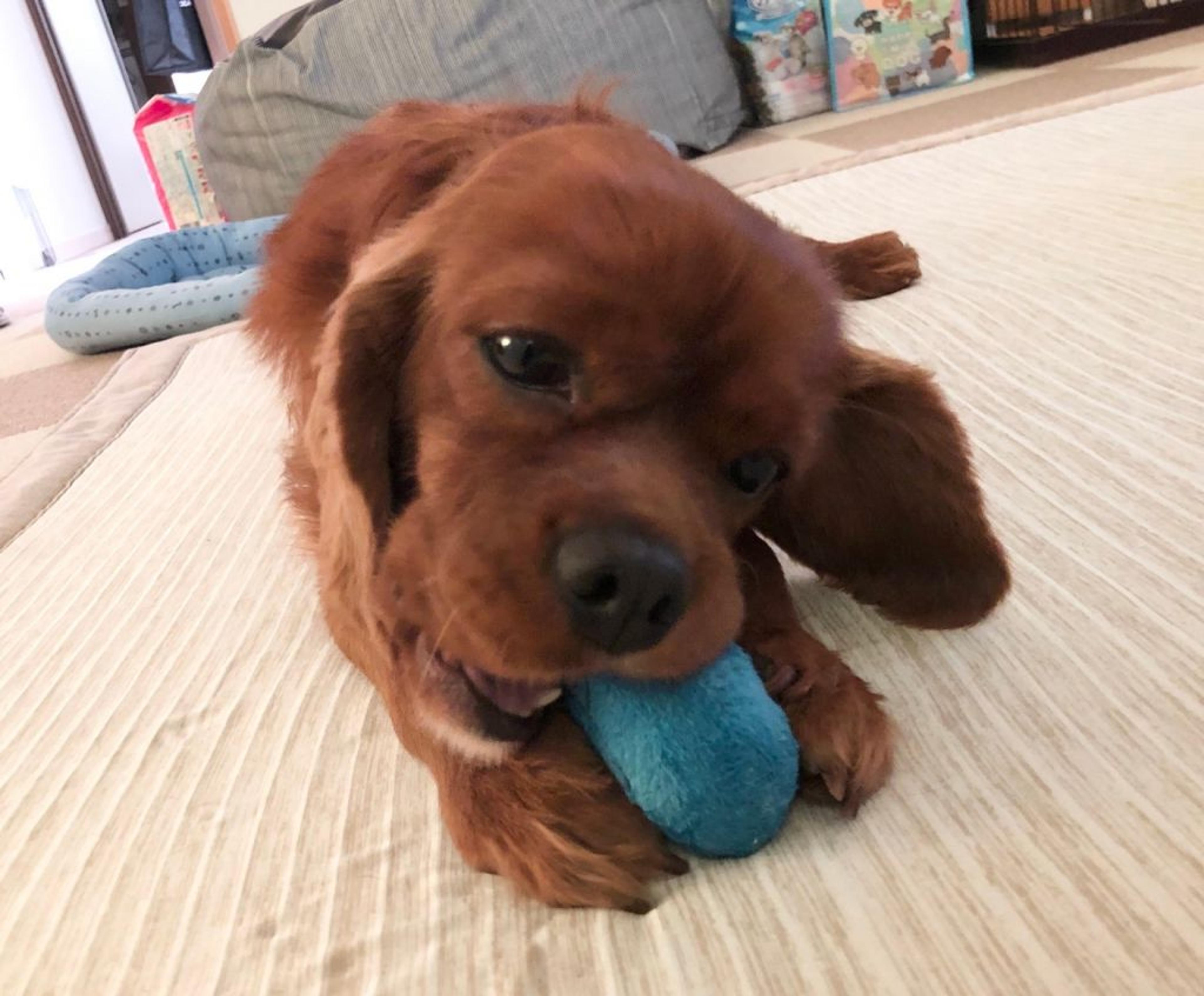 pet-image-4