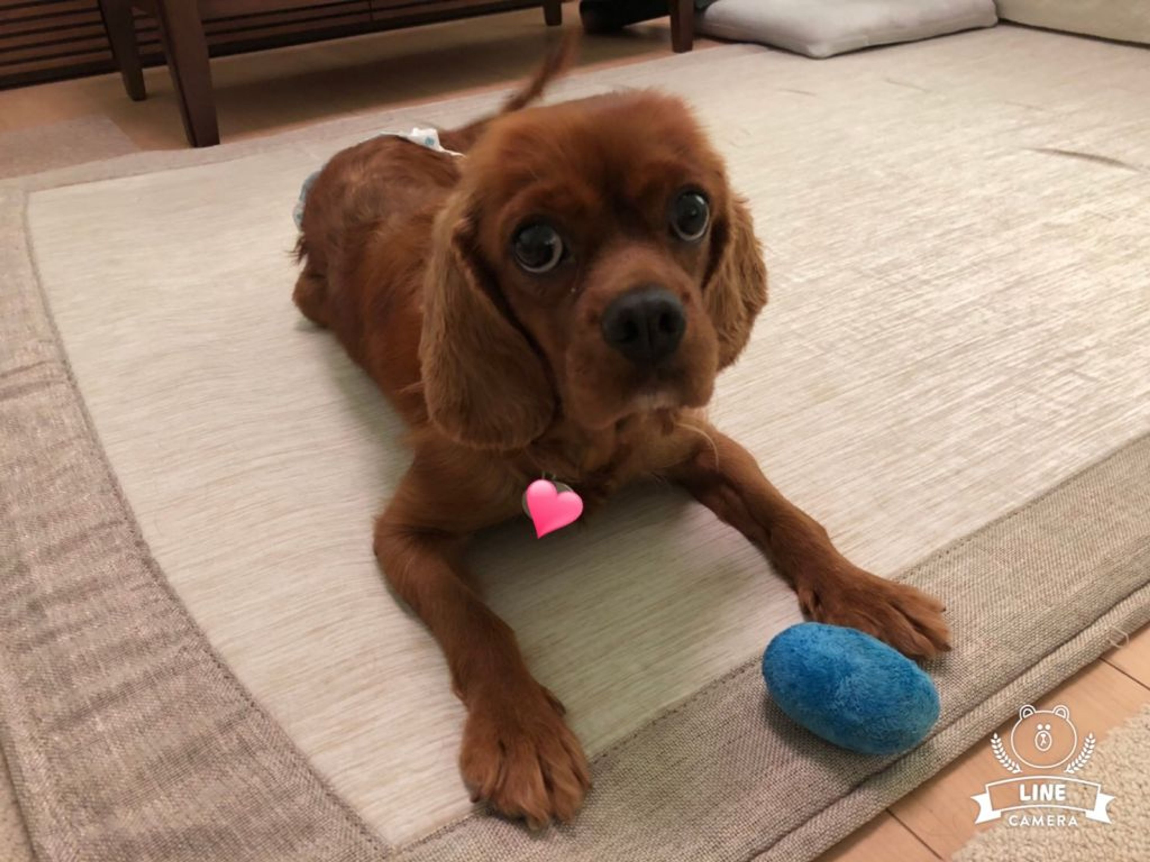 pet-image-6