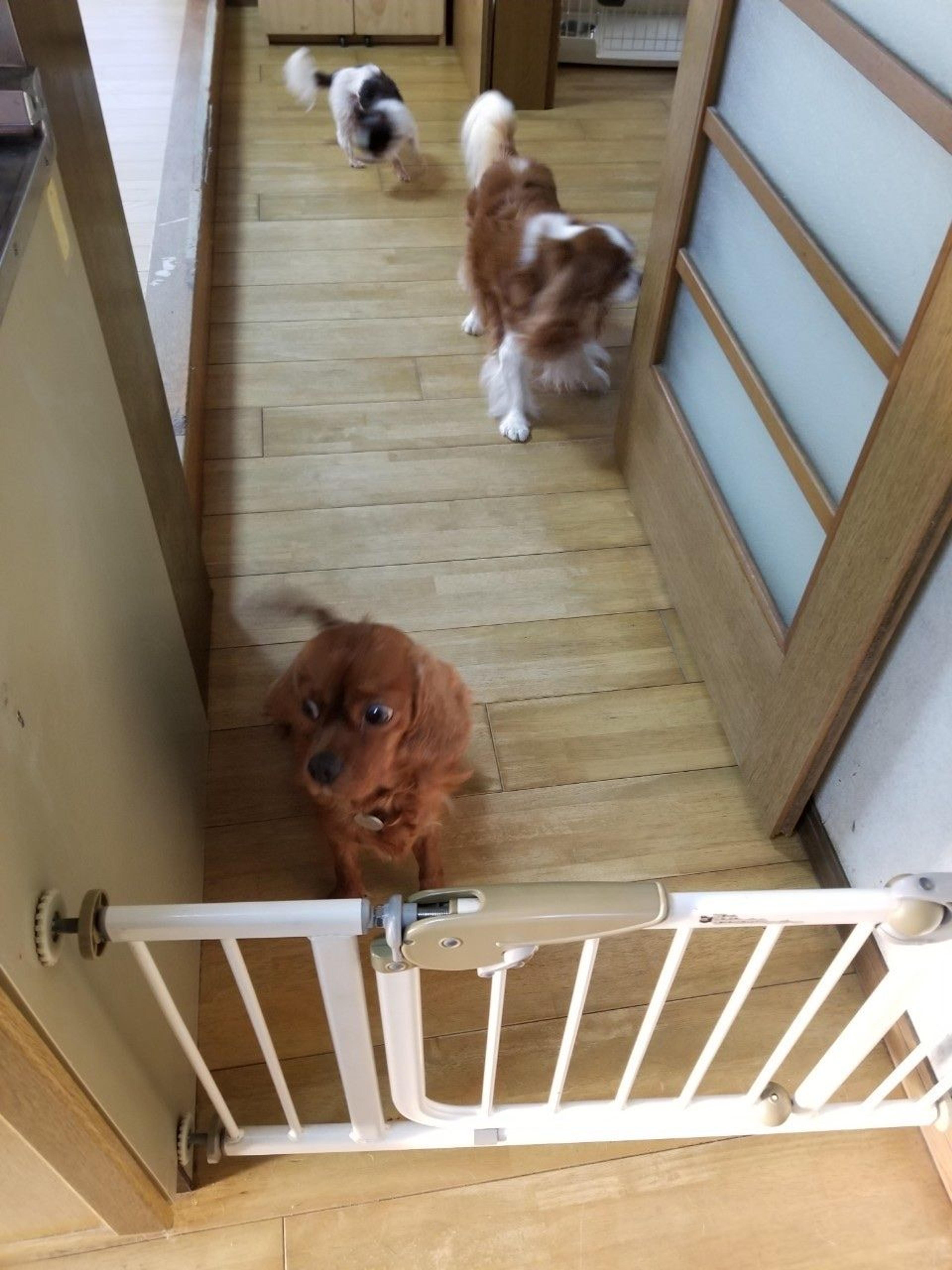 pet-image-7
