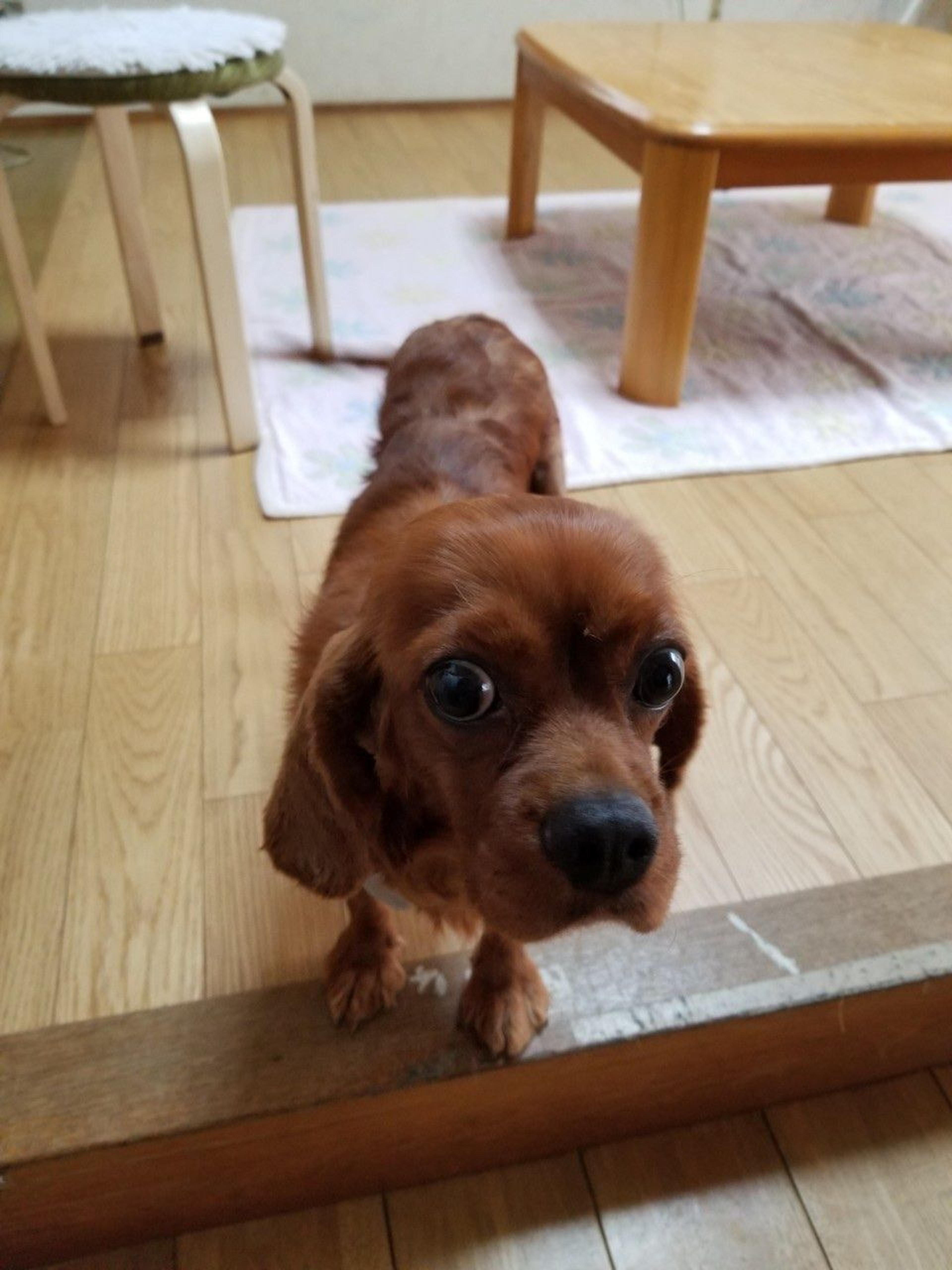 pet-image-8