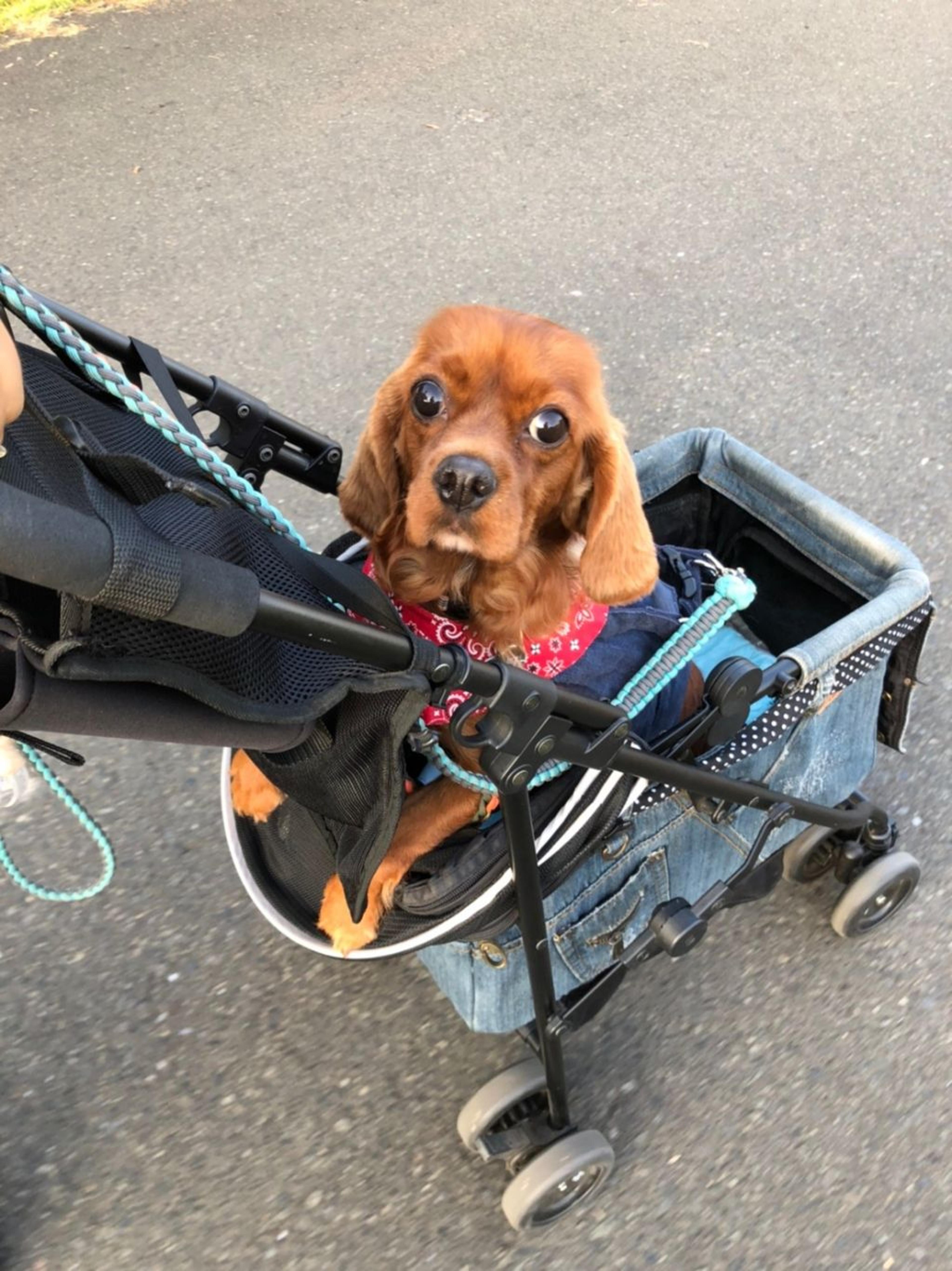 pet-image-9