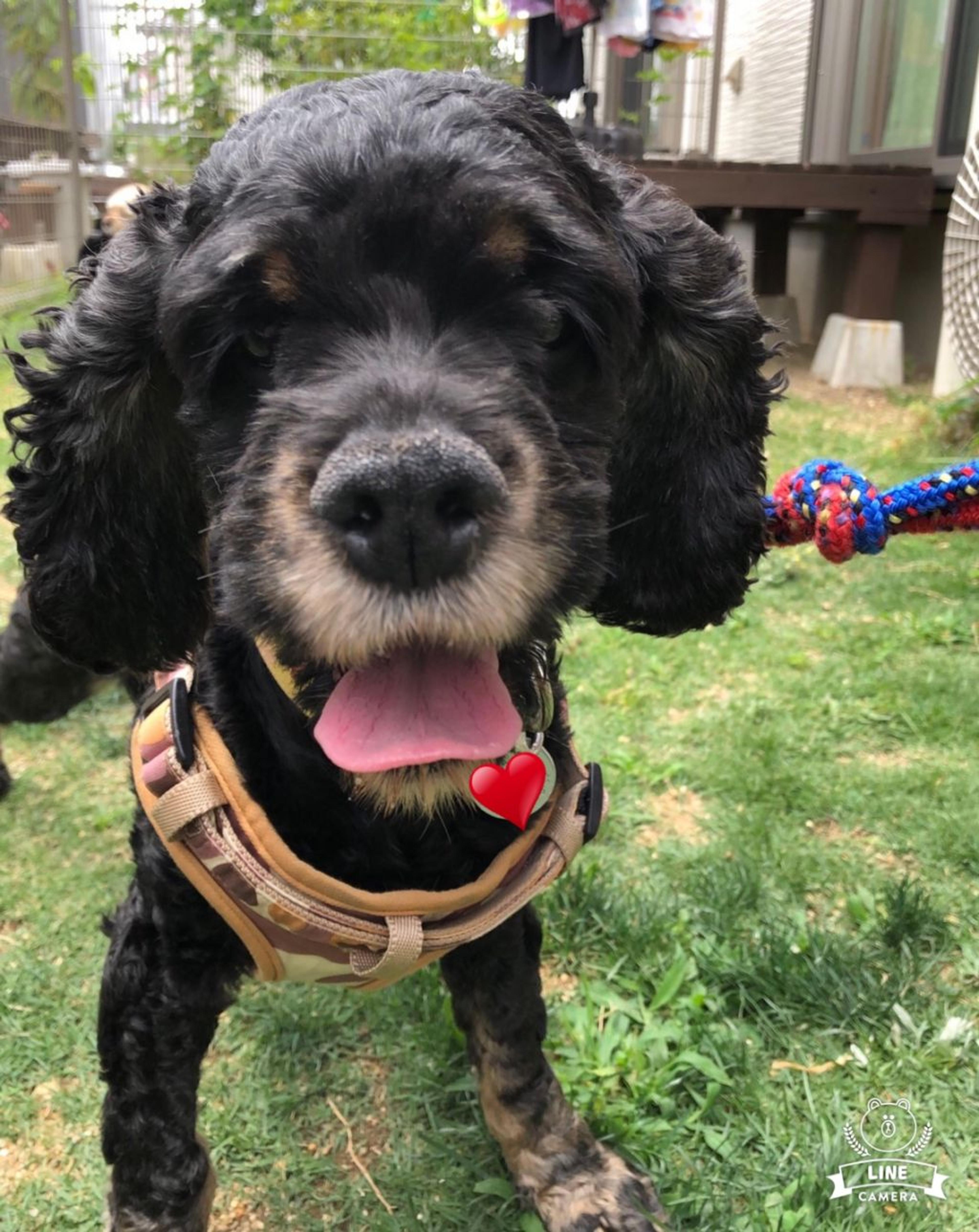 pet-image-2