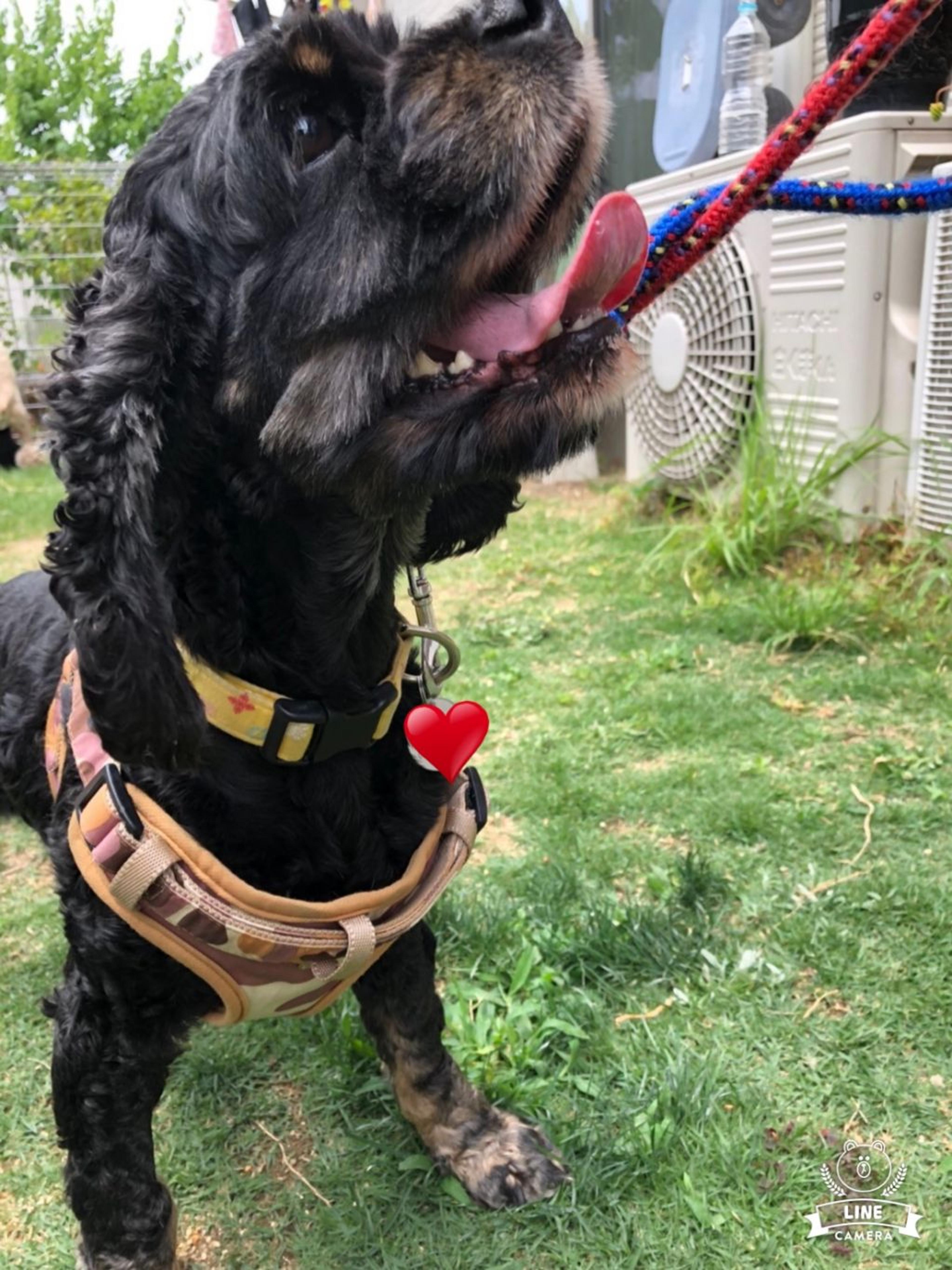 pet-image-5