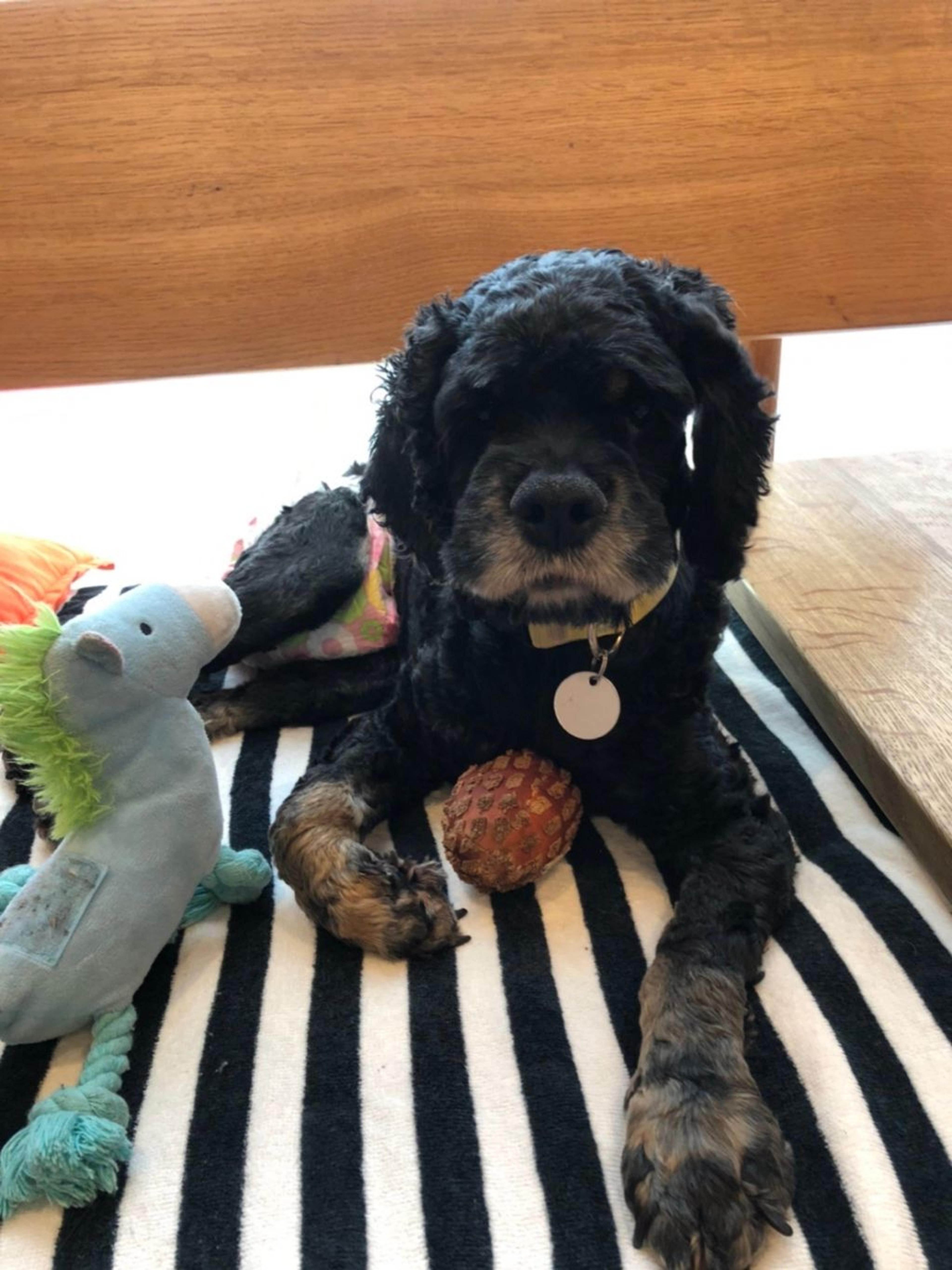 pet-image-8