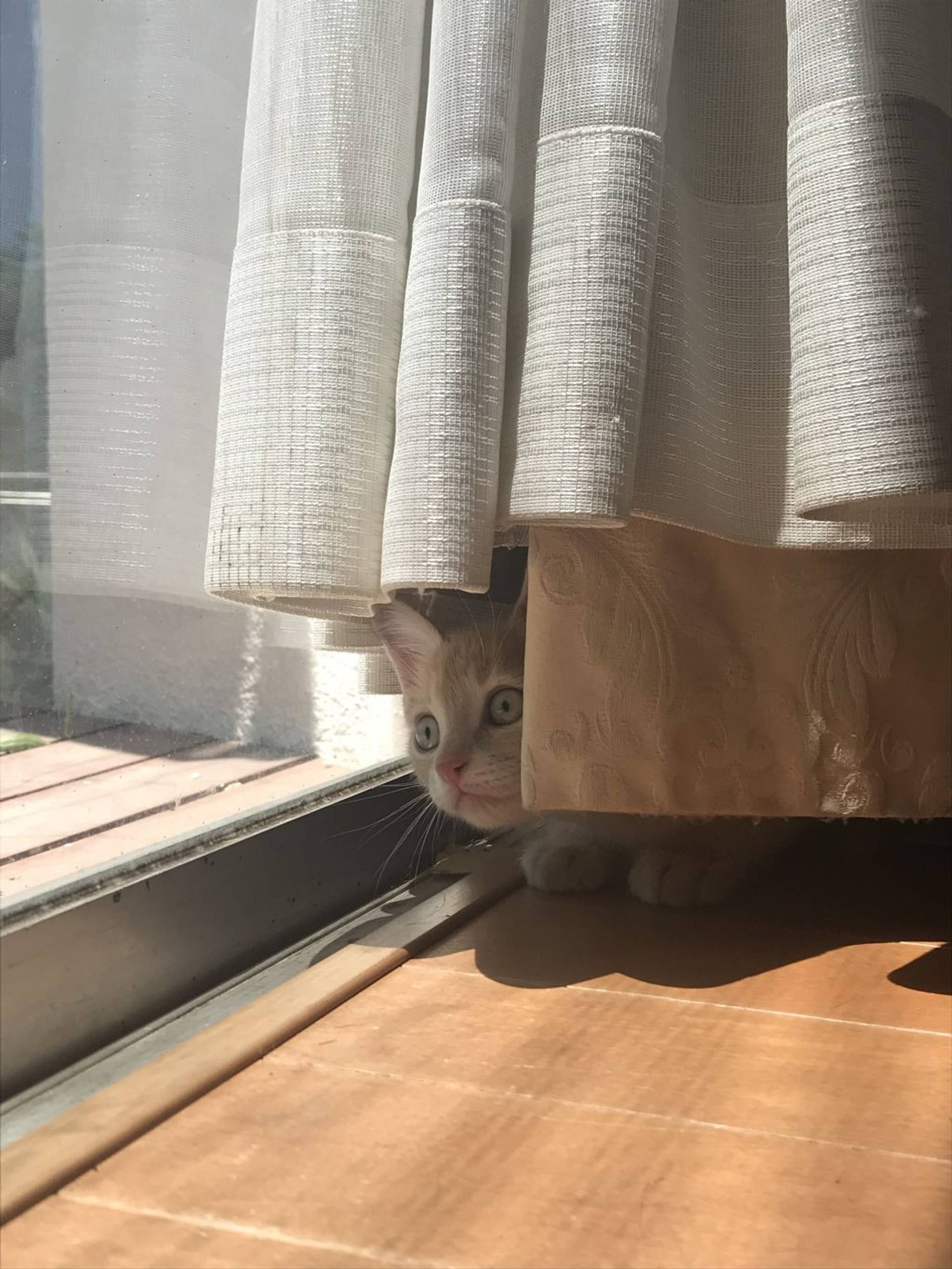 雑種（ミックス猫）・オスの里親募集の写真