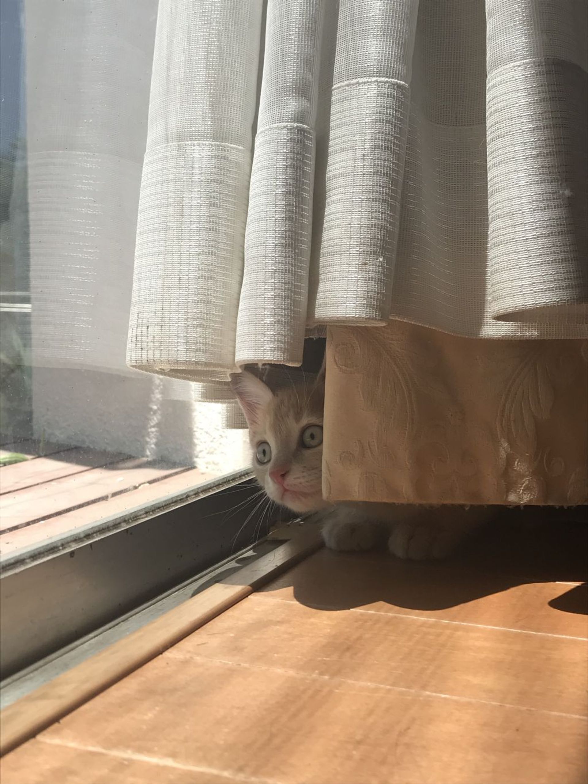 雑種（ミックス猫）・オスの里親募集の写真