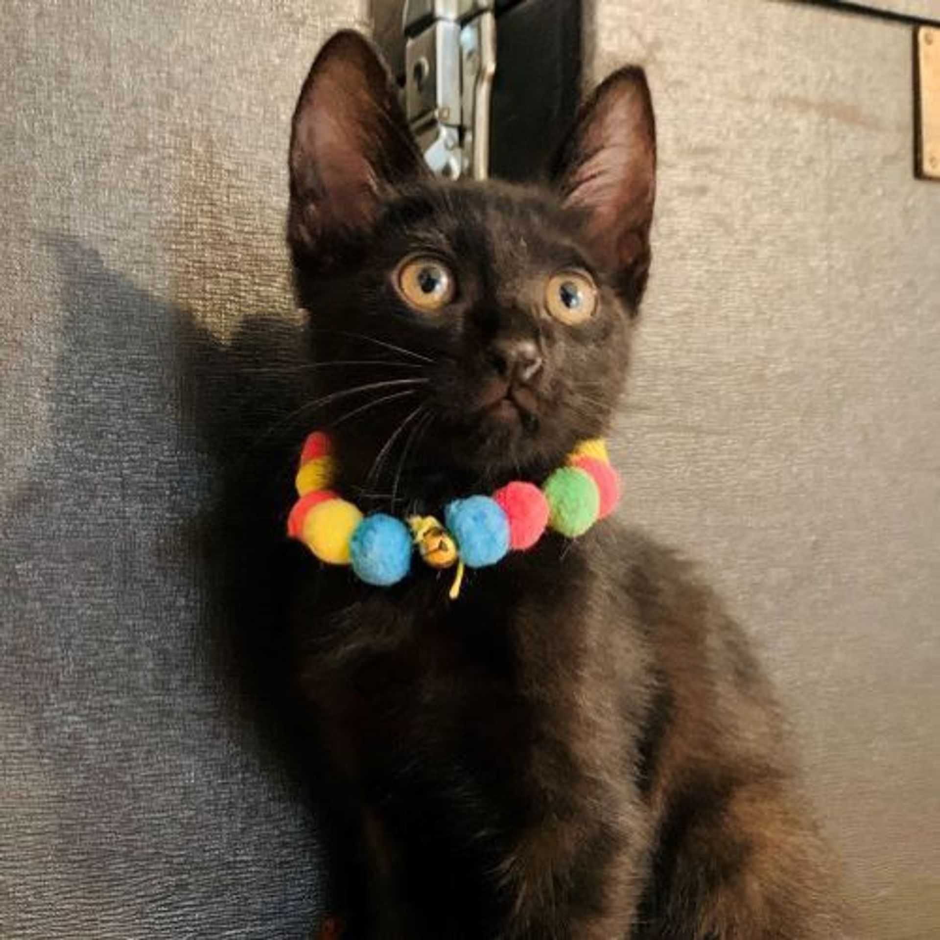 雑種（ミックス猫）・オスの里親募集の写真