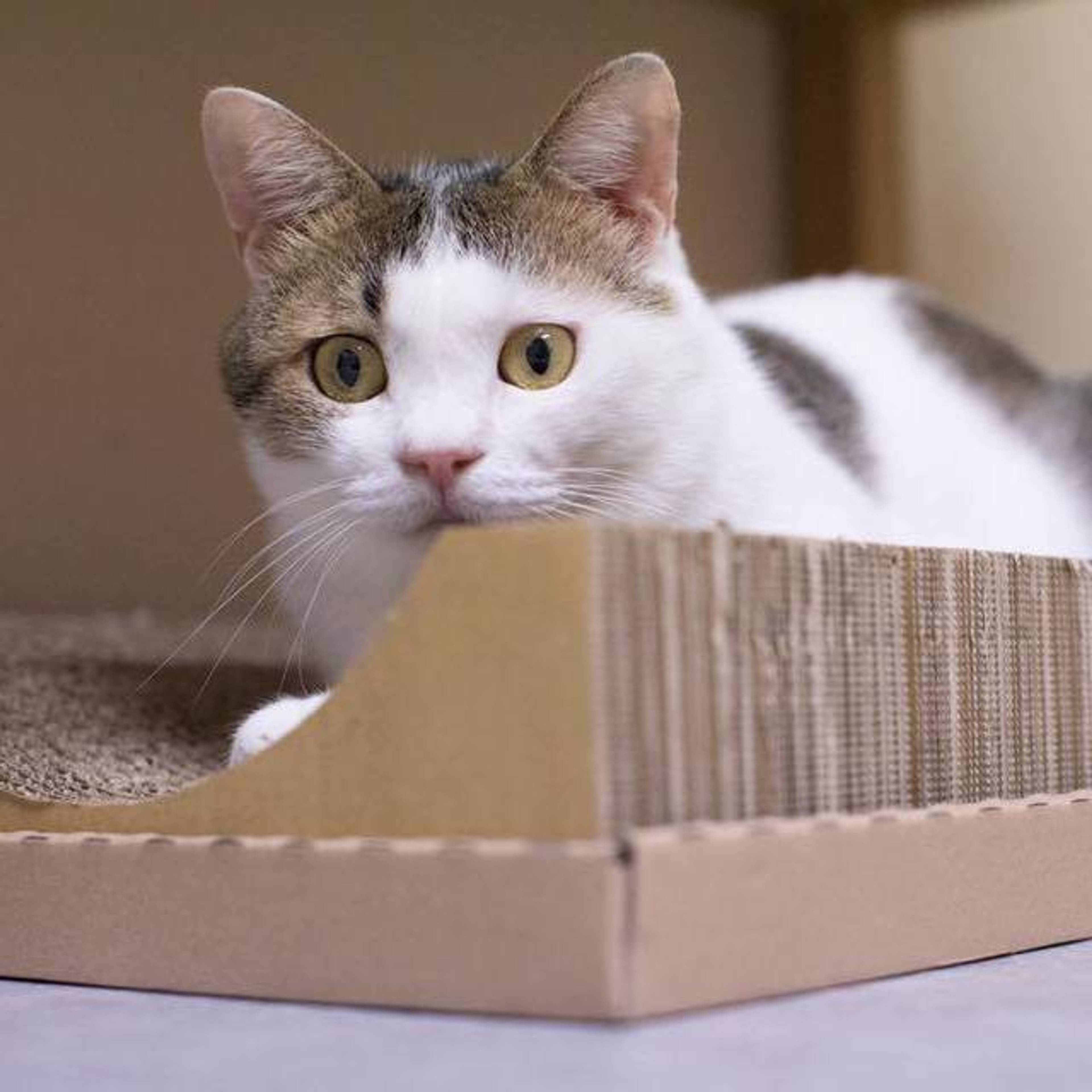 雑種（ミックス猫）・メスの里親募集の写真