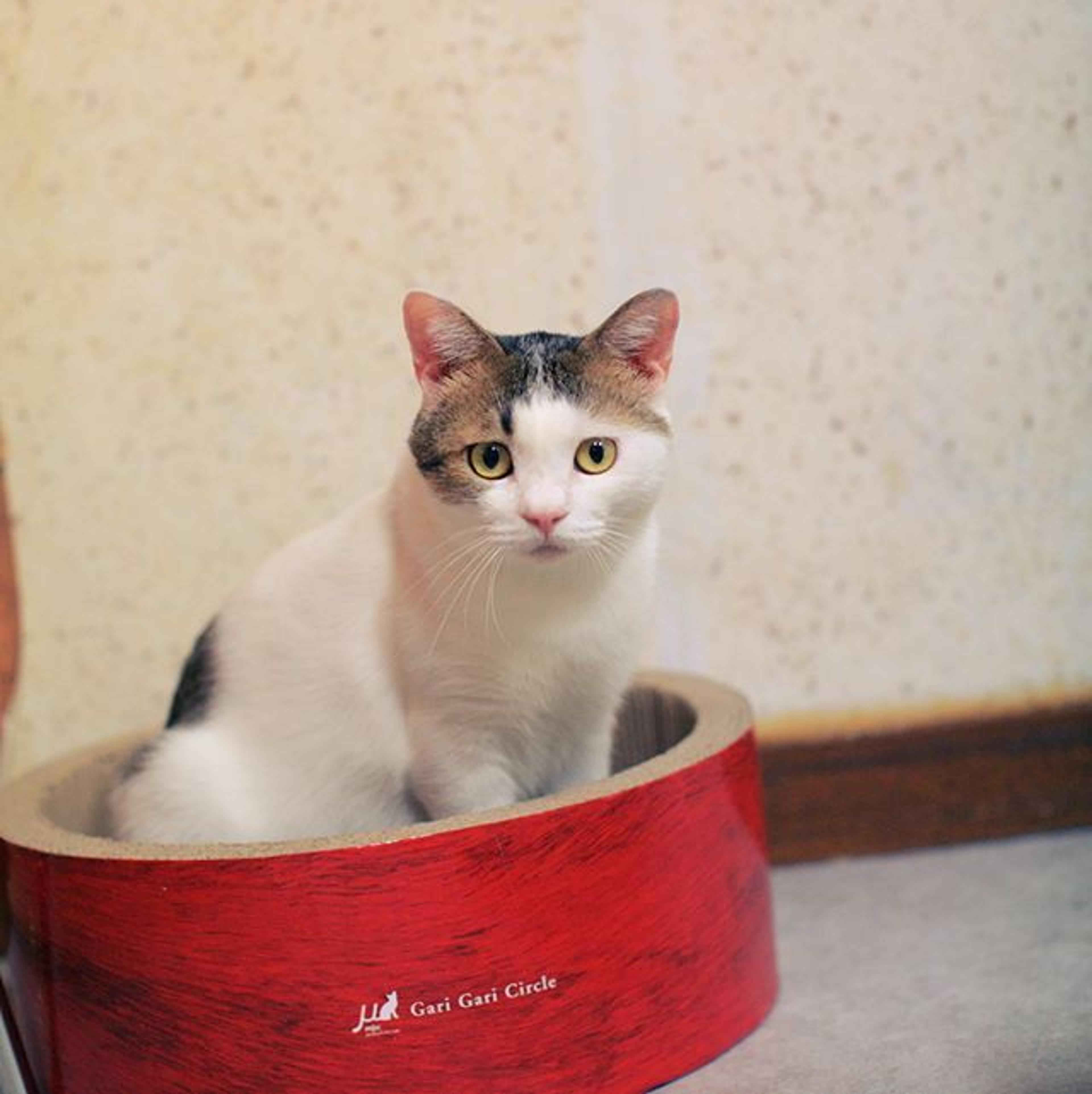 pet-image-2