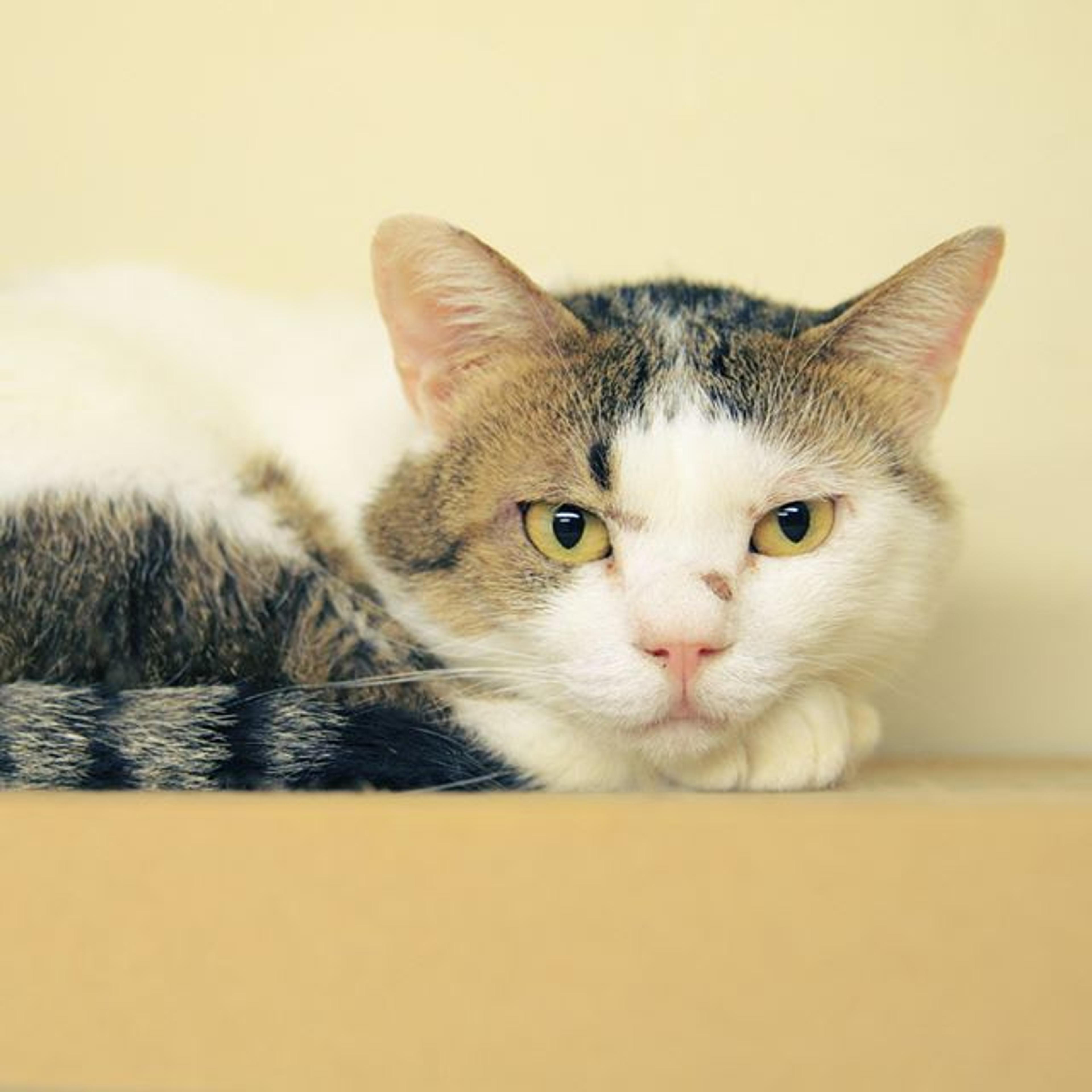 pet-image-3