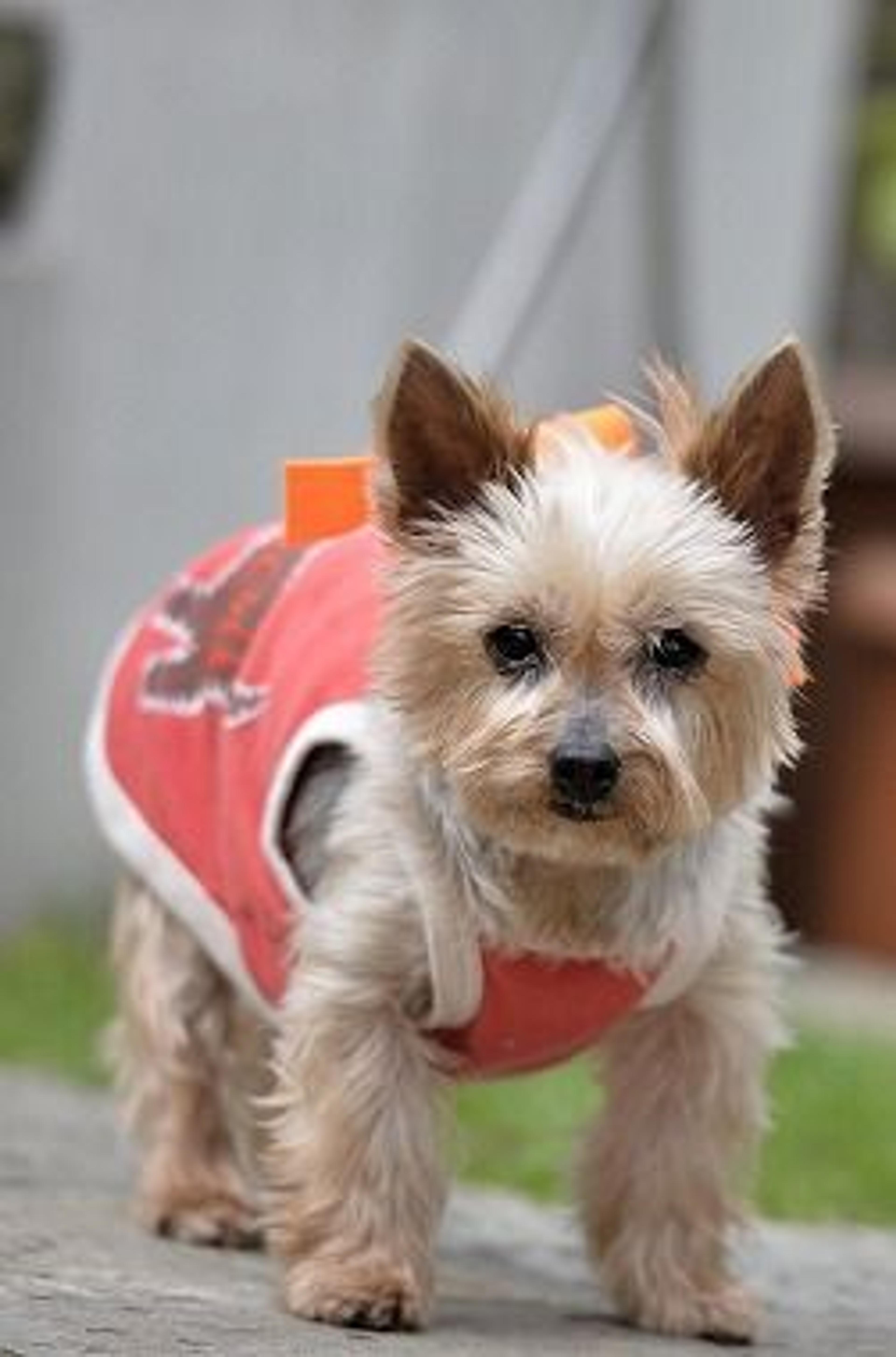 pet-image-3