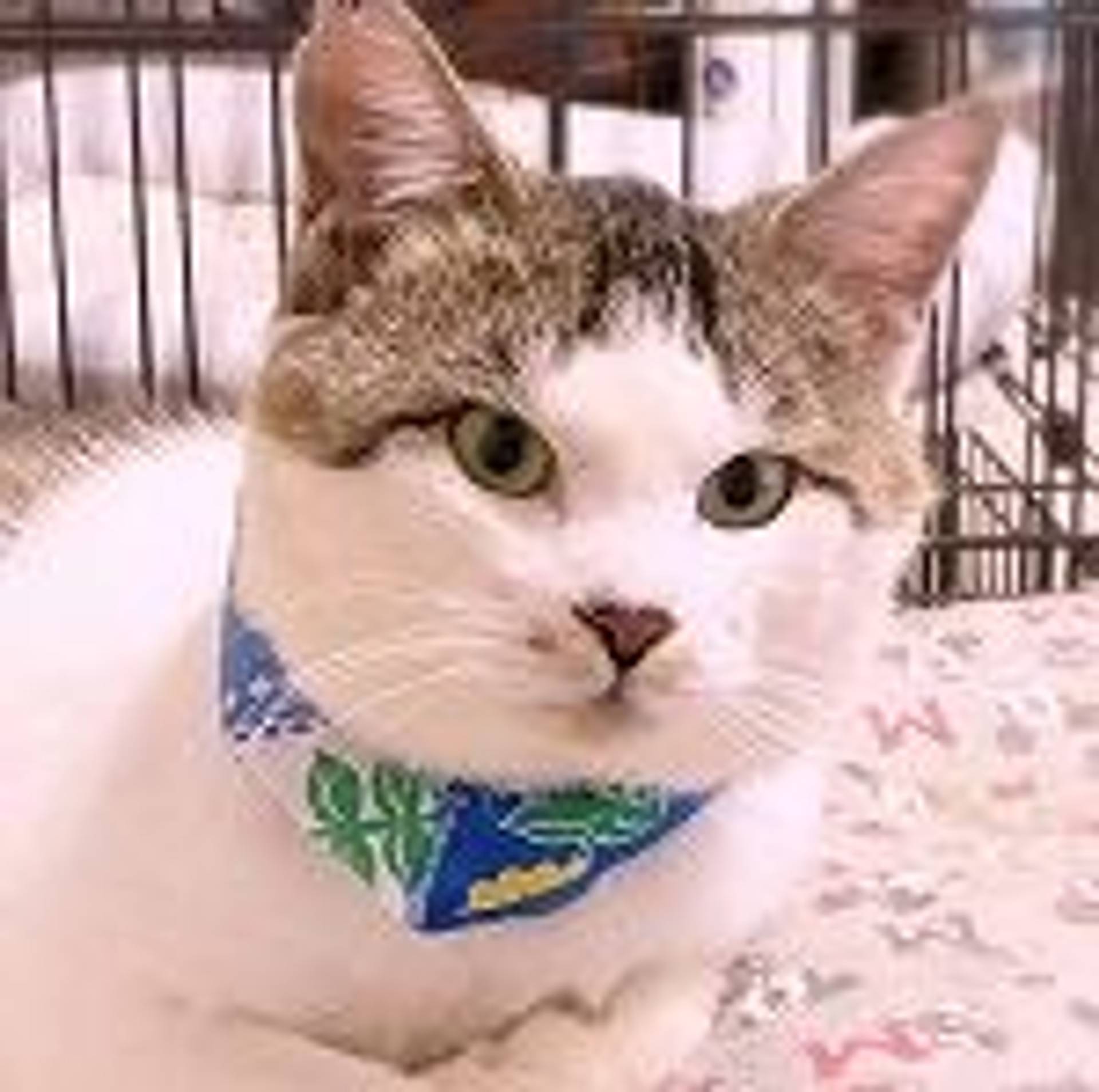 雑種（ミックス猫）・オスの里親募集の写真