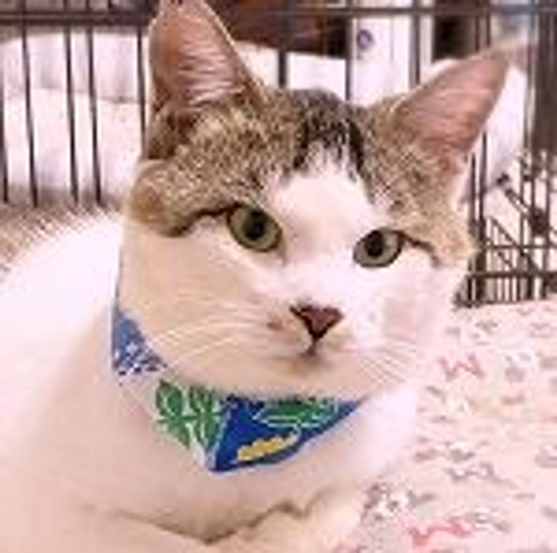 雑種（ミックス猫）・オスの里親募集の写真