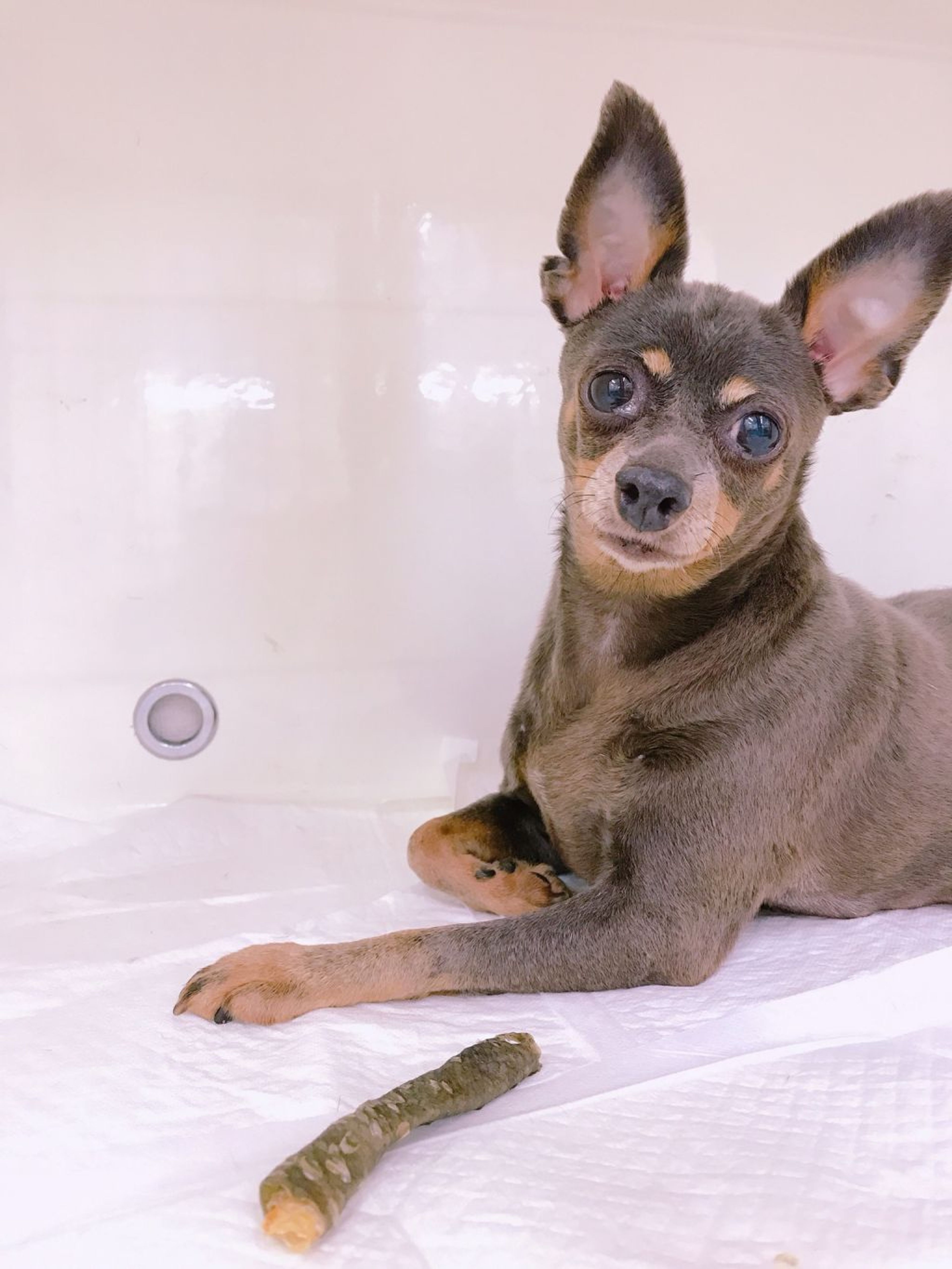 pet-image-2