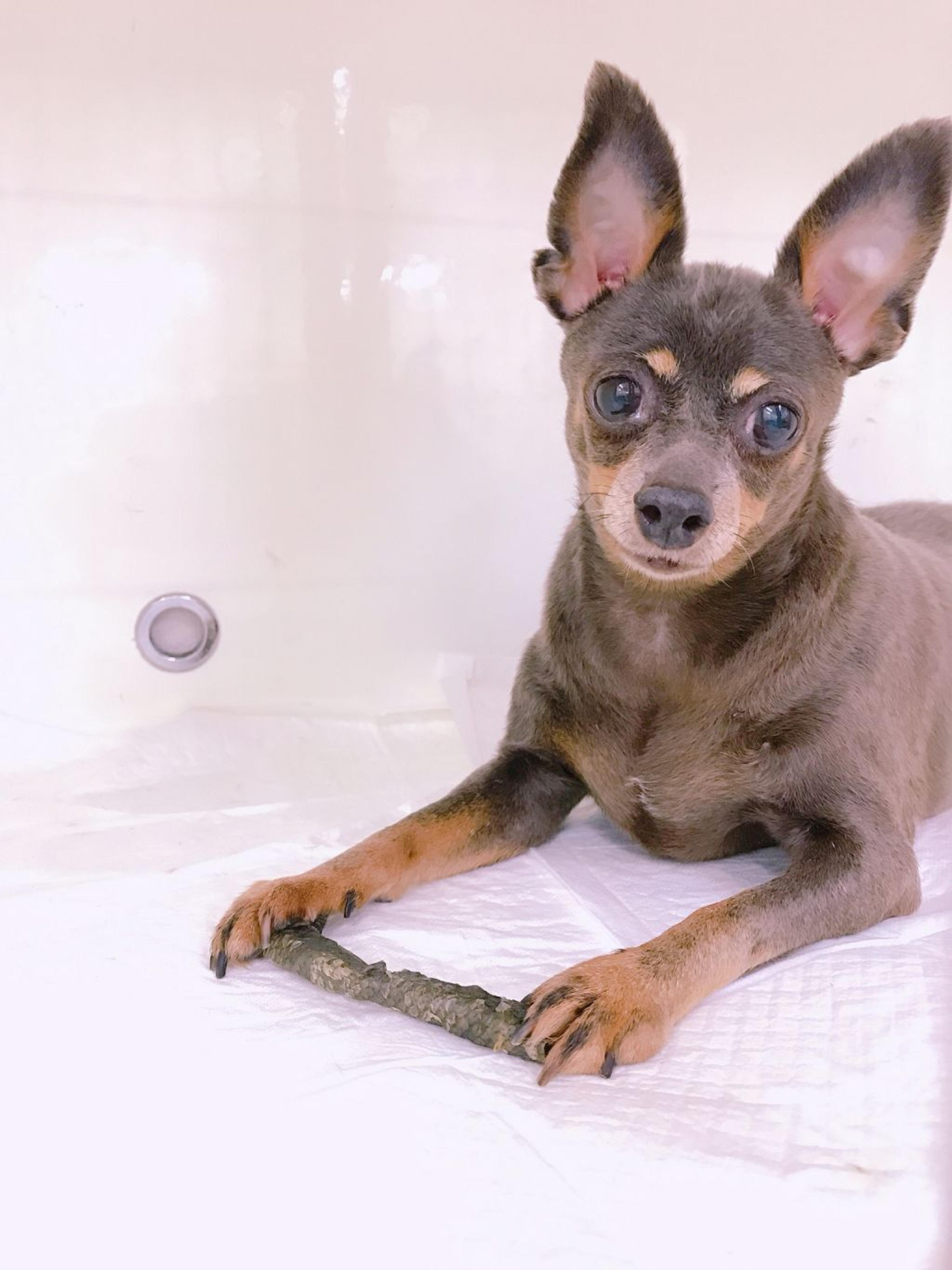 pet-image-3