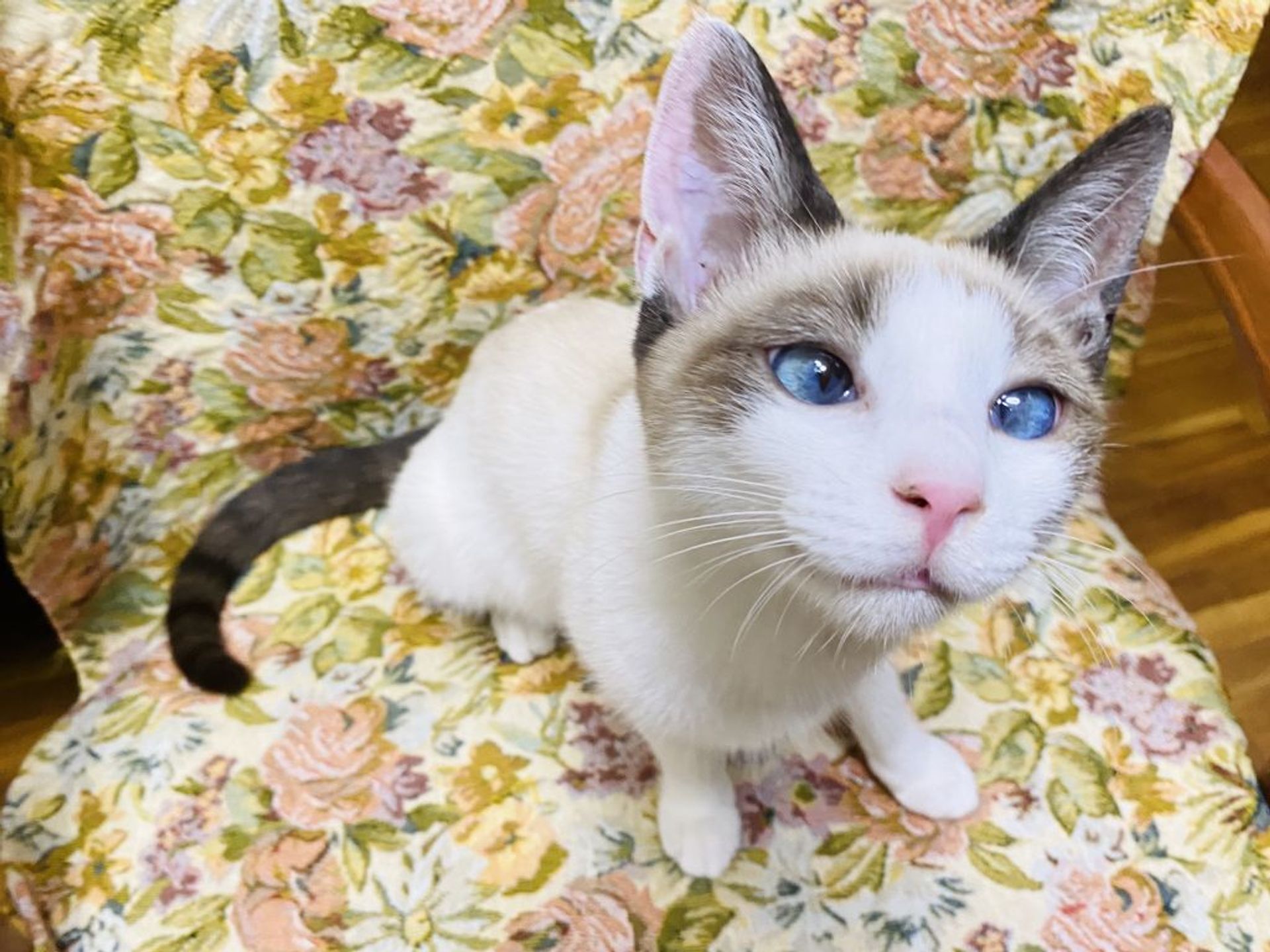 雑種（ミックス猫）・メスの里親募集の写真