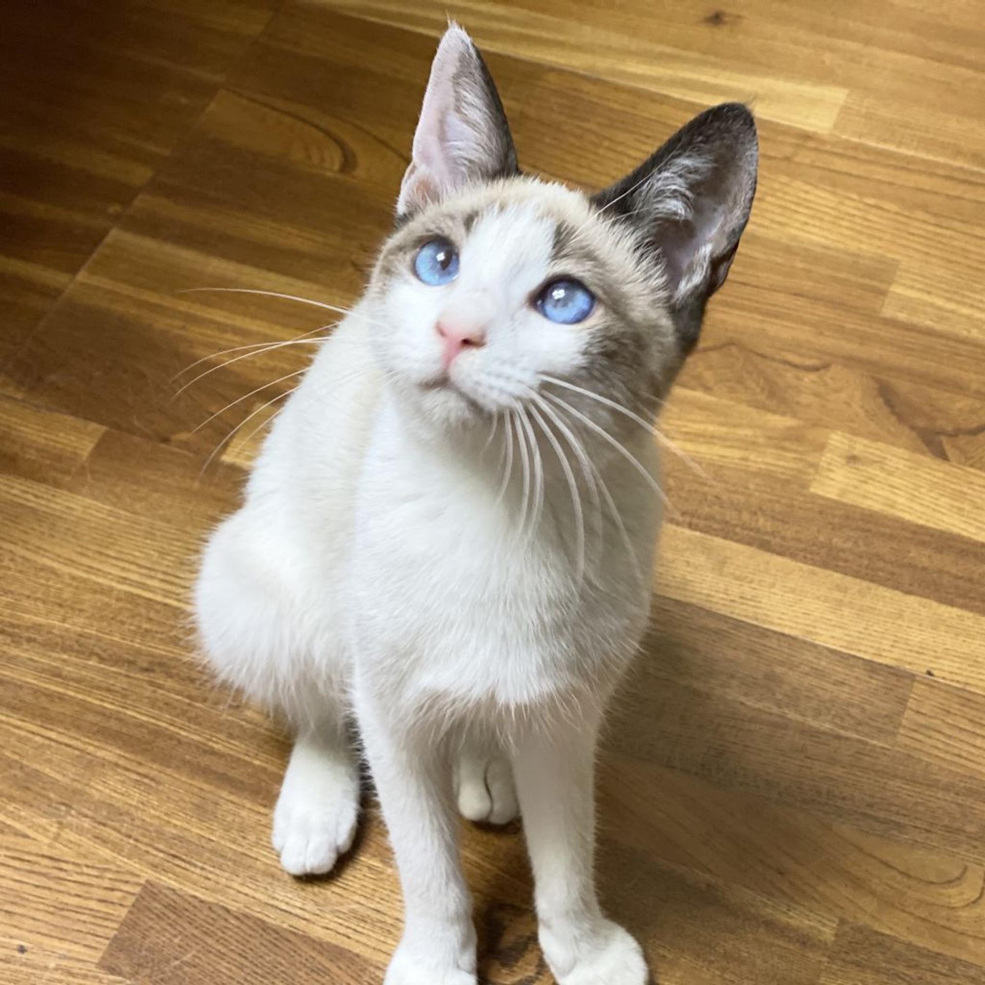 pet-image-3