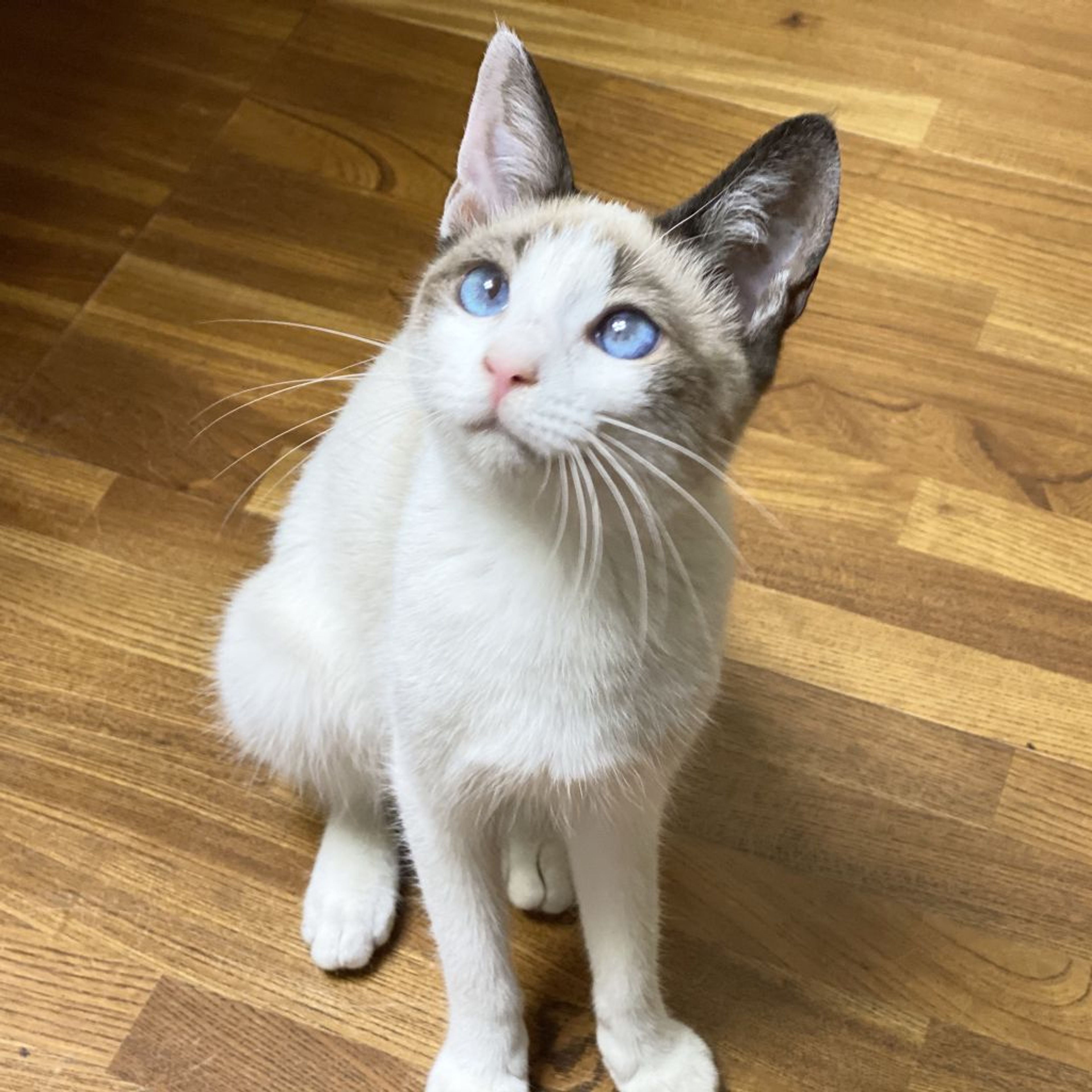 pet-image-3