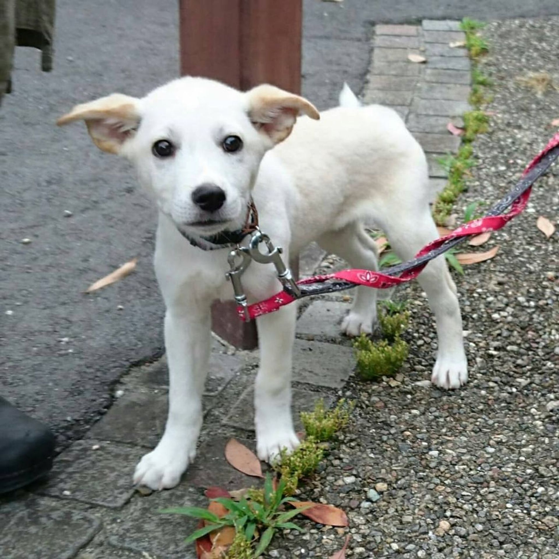 雑種（ミックス犬）・オスの里親募集の写真
