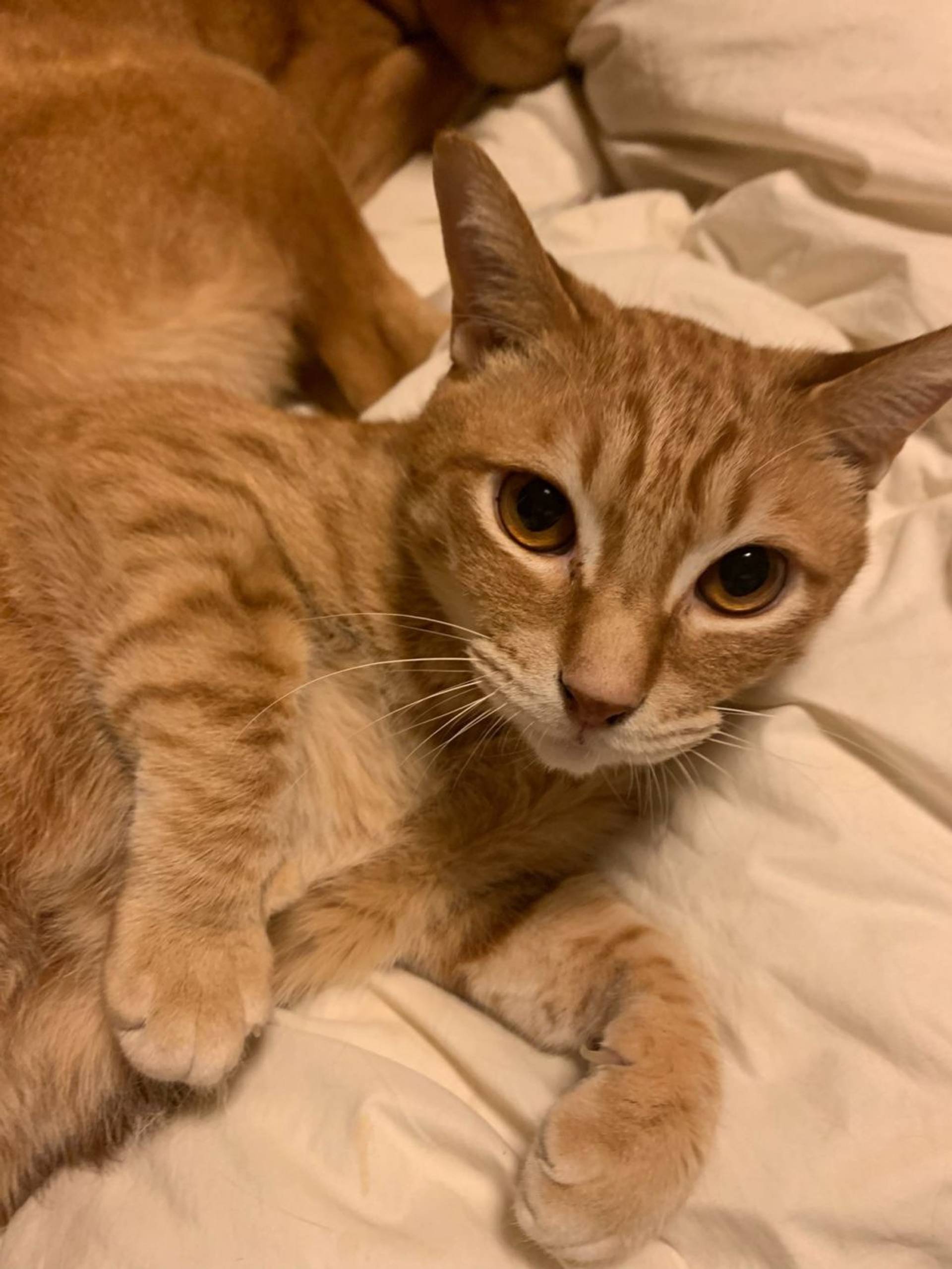 雑種（ミックス猫）・オスの里親募集の写真