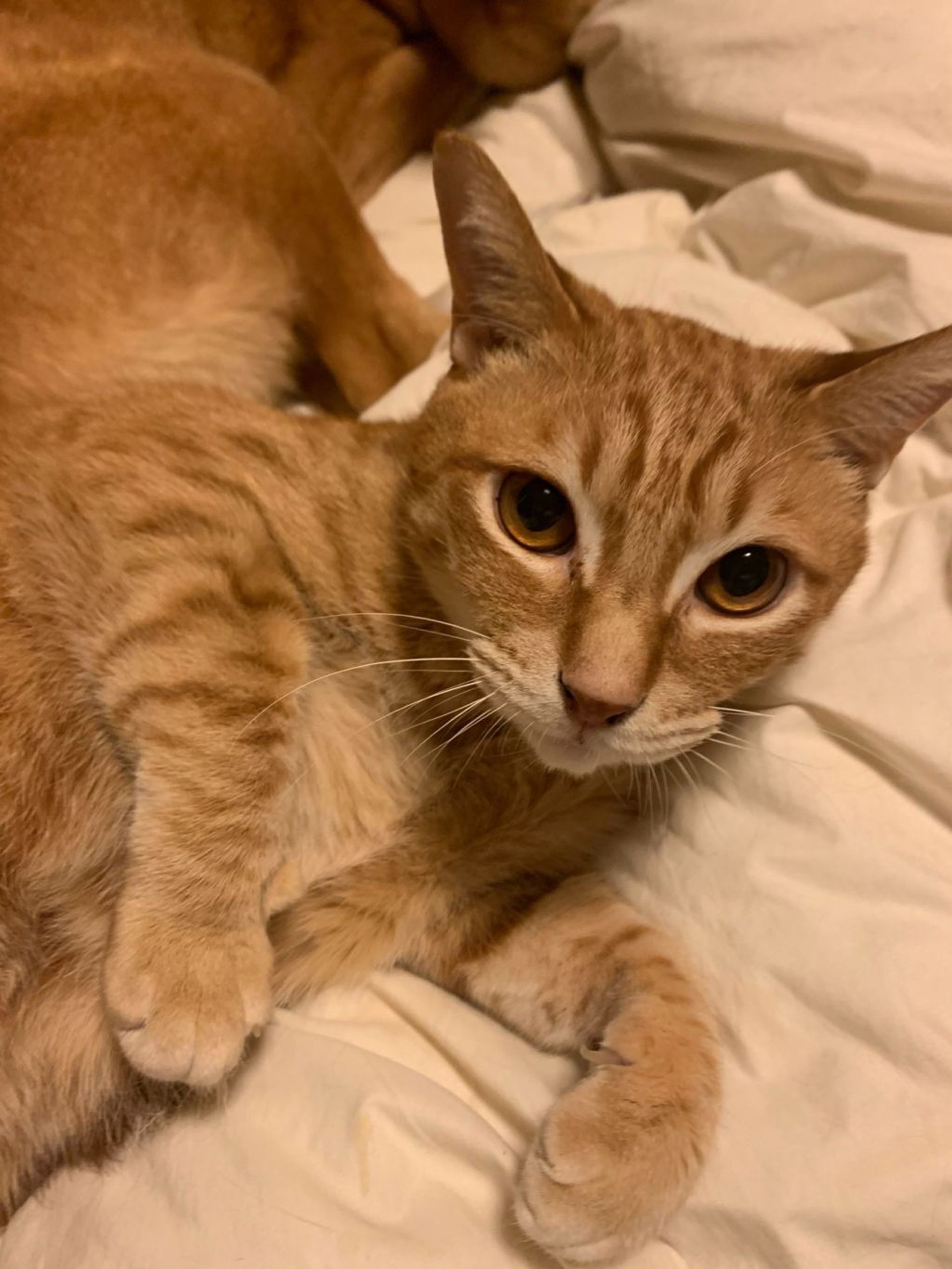 雑種（ミックス猫）・オスの里親募集の写真