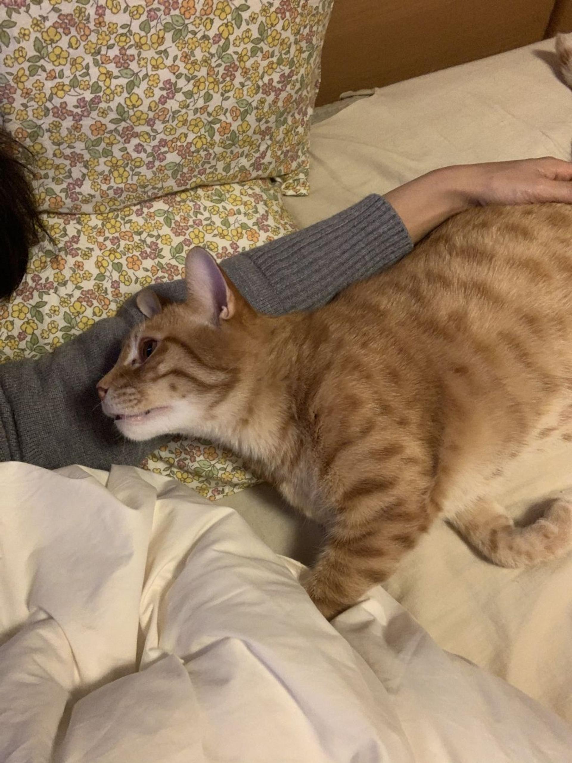 pet-image-3