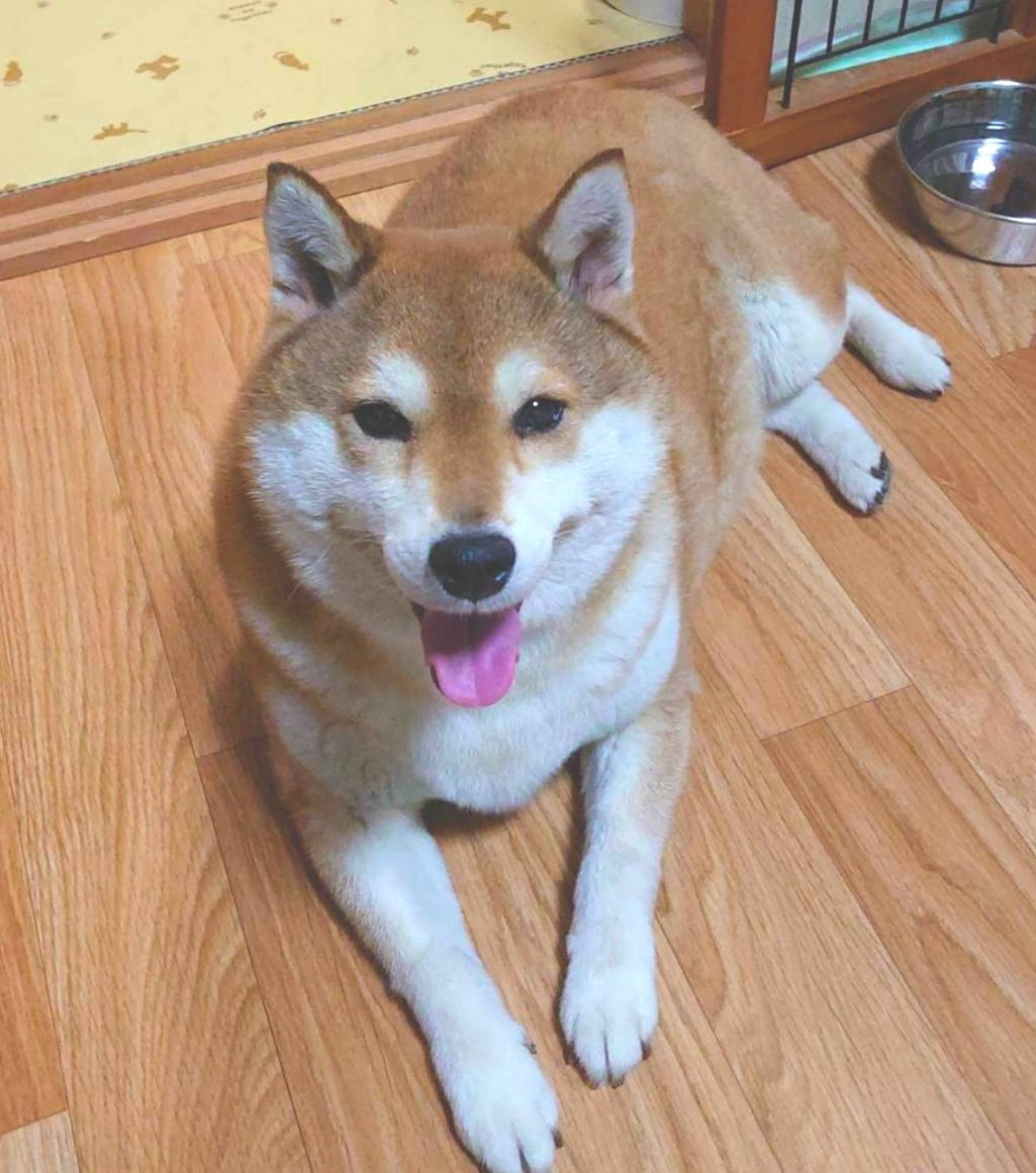 柴犬・メスの里親募集の写真