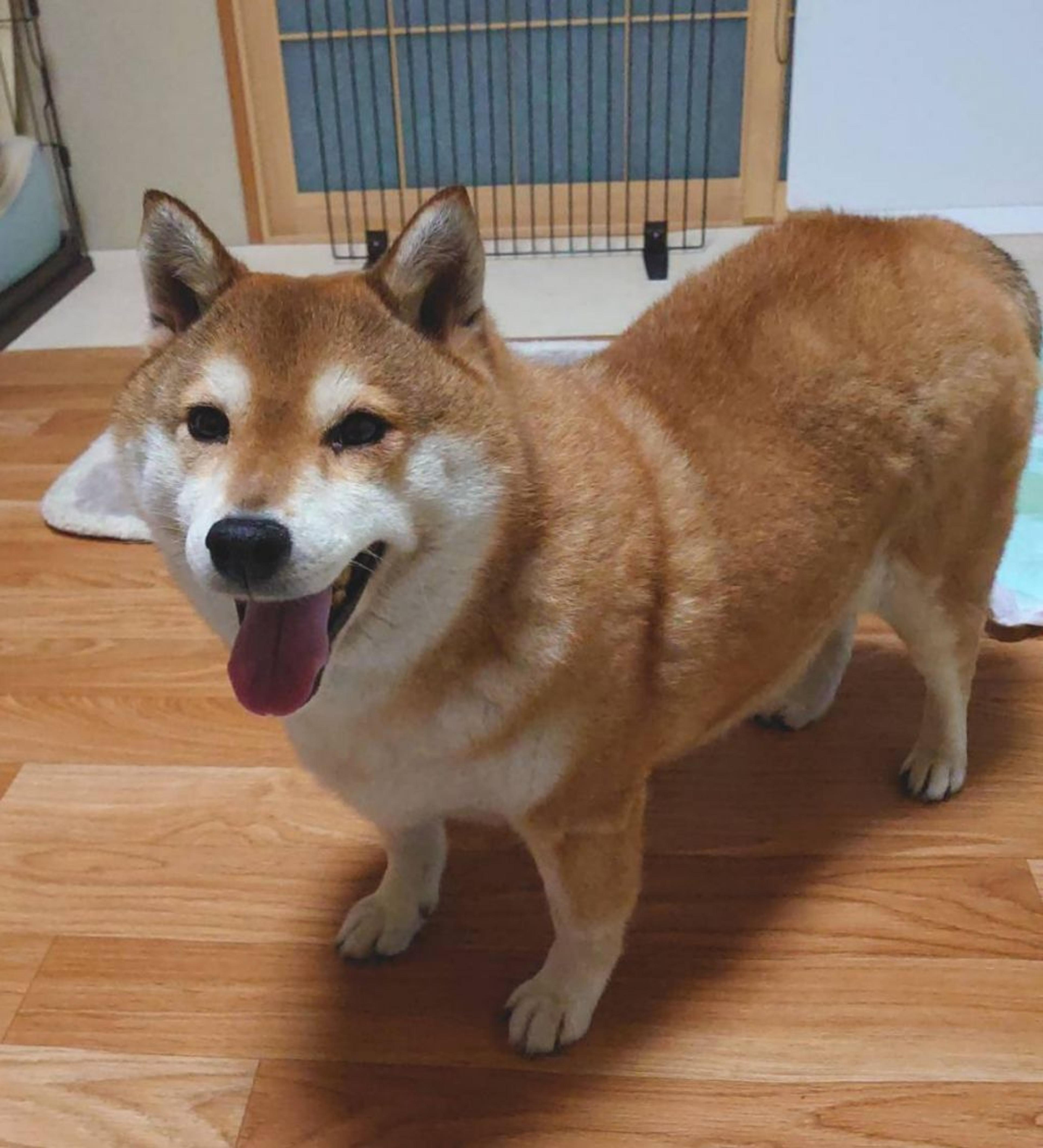 pet-image-2