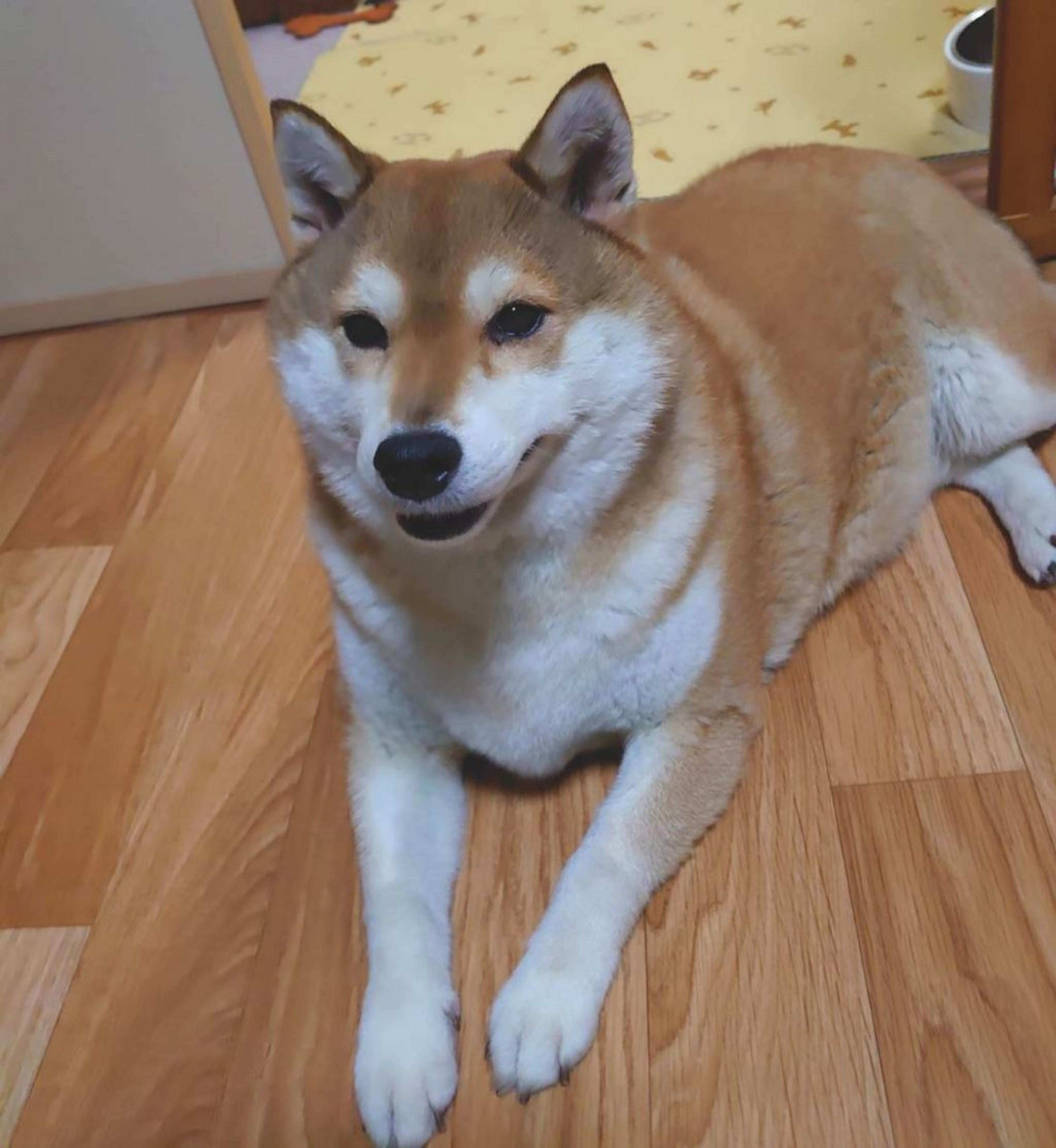 pet-image-3