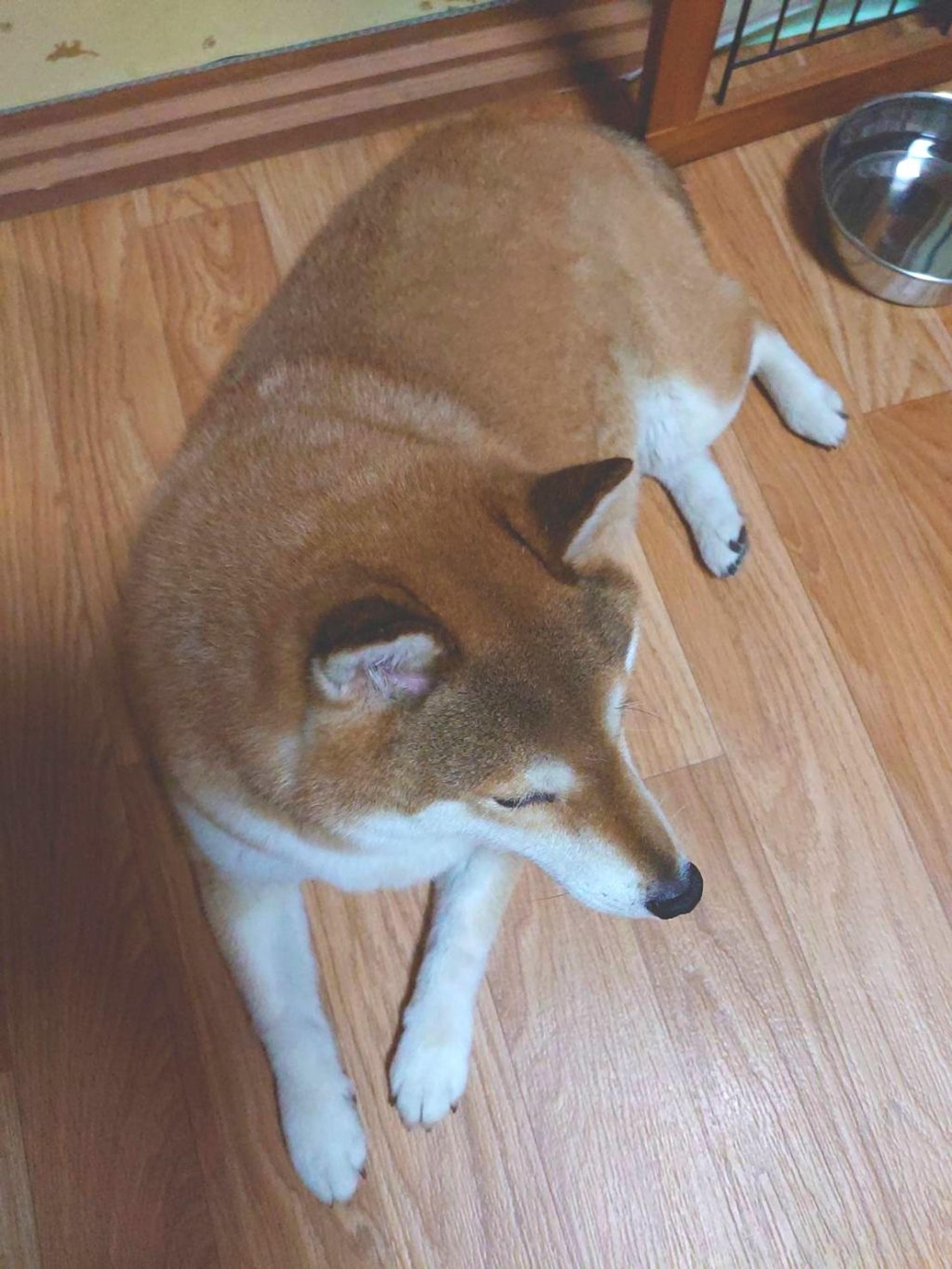 pet-image-4