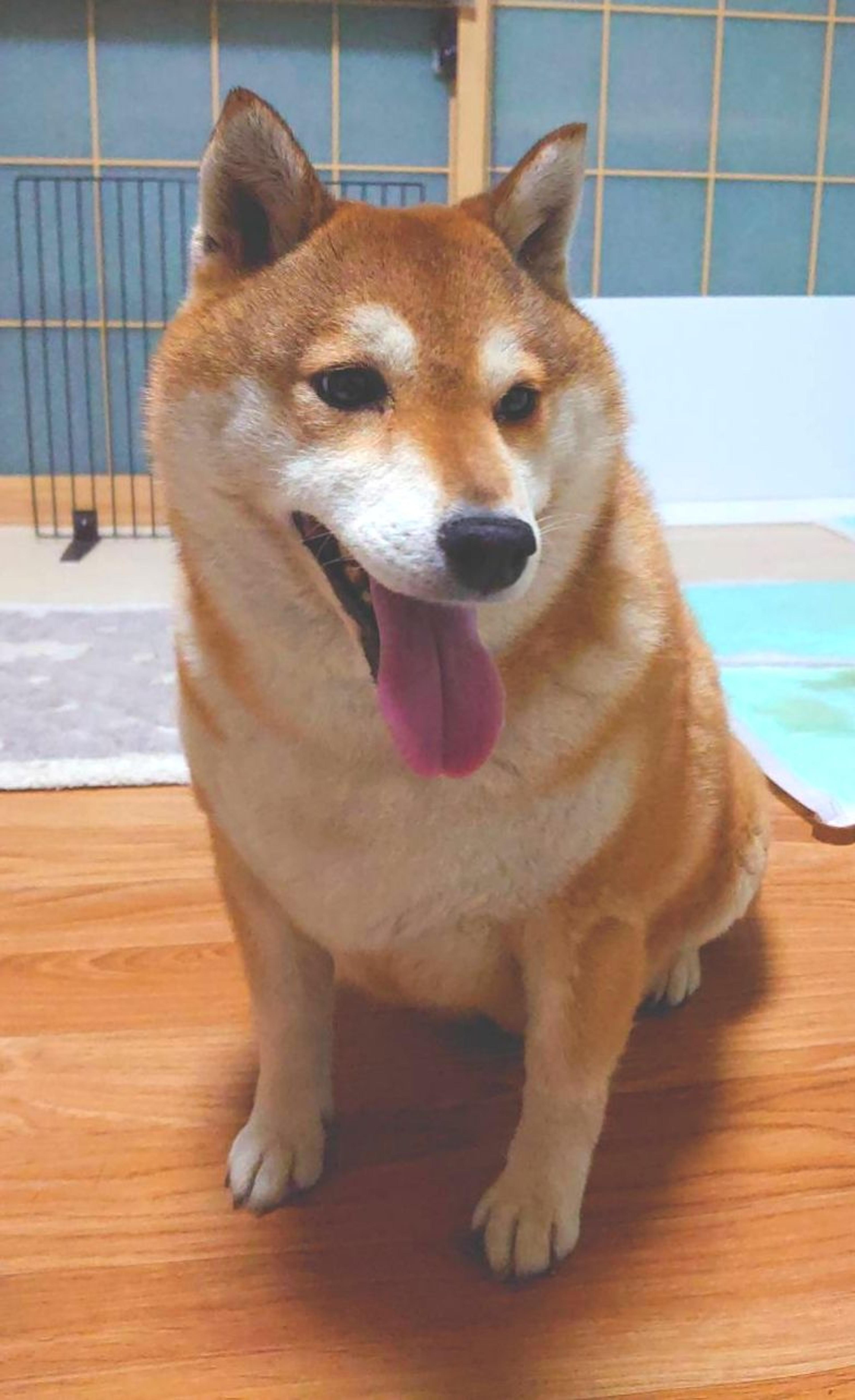 pet-image-5