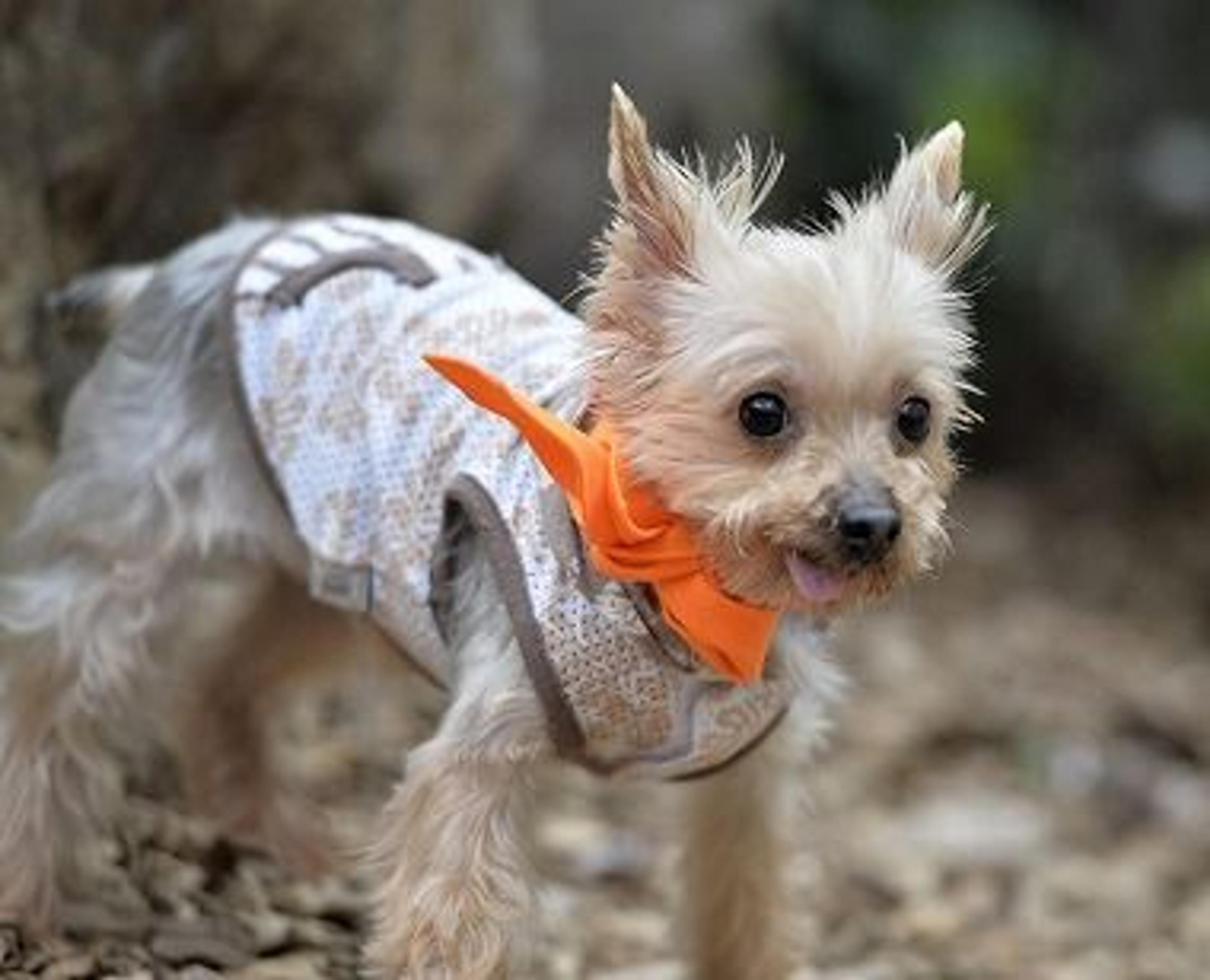 pet-image-2