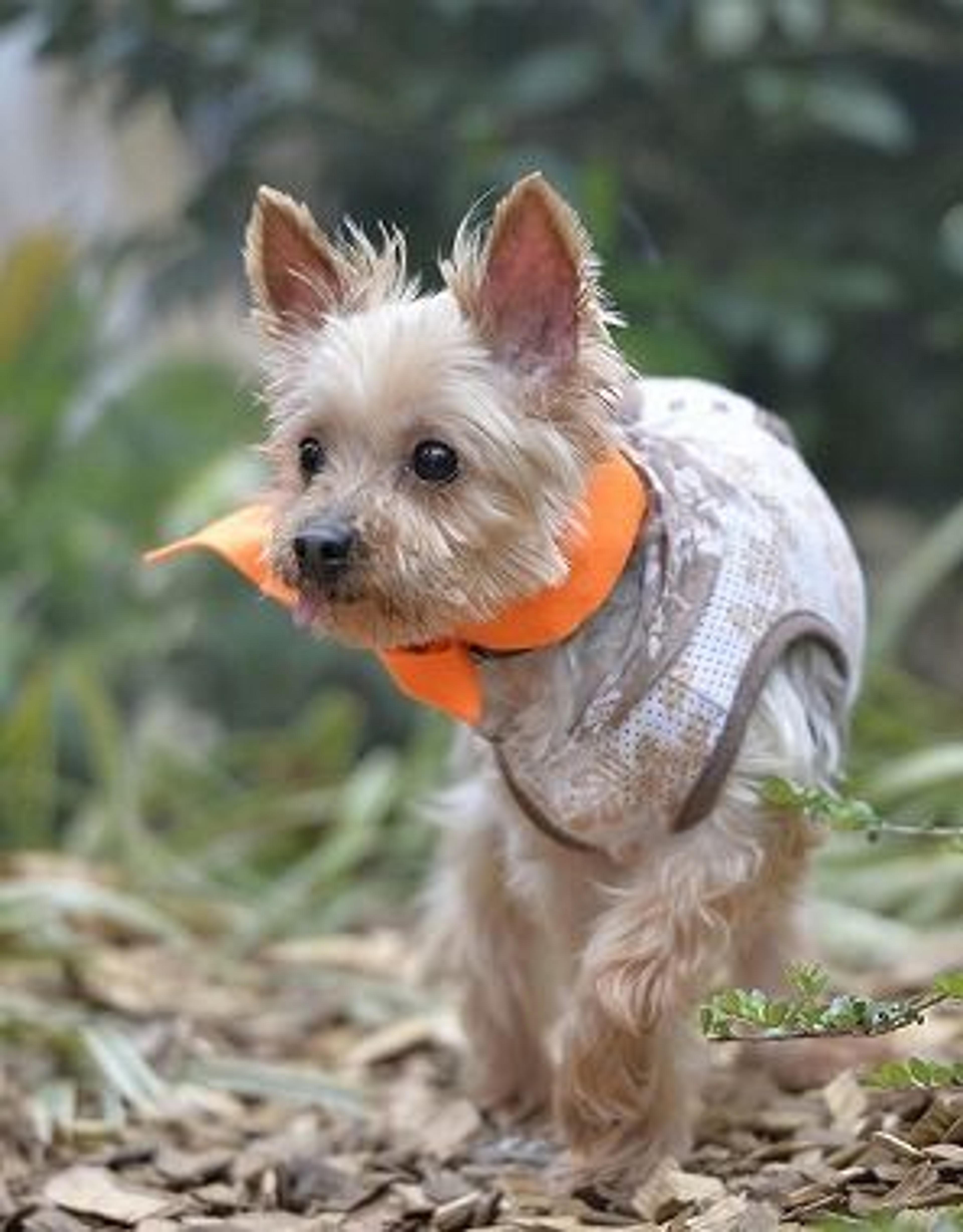 pet-image-3