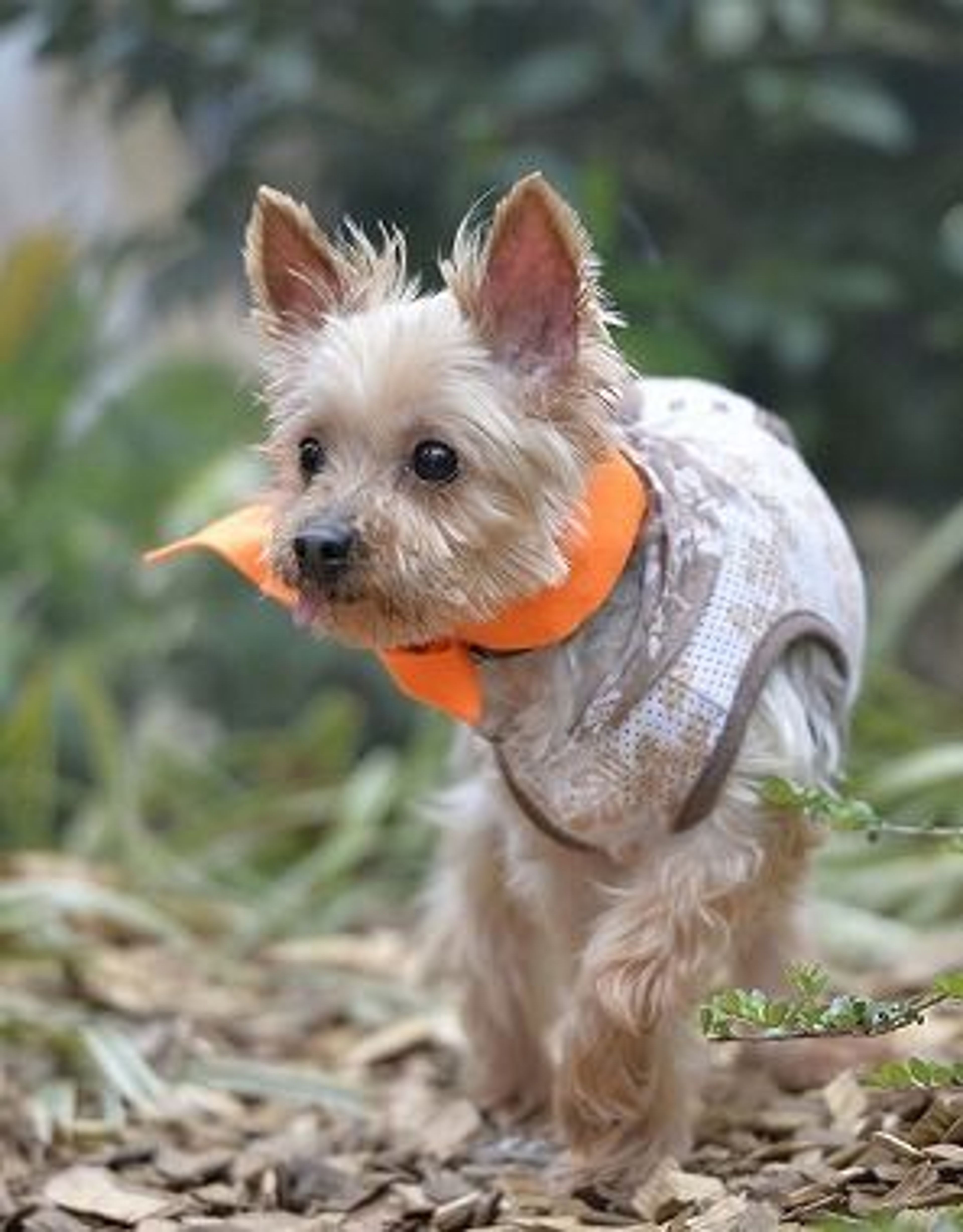 pet-image-3