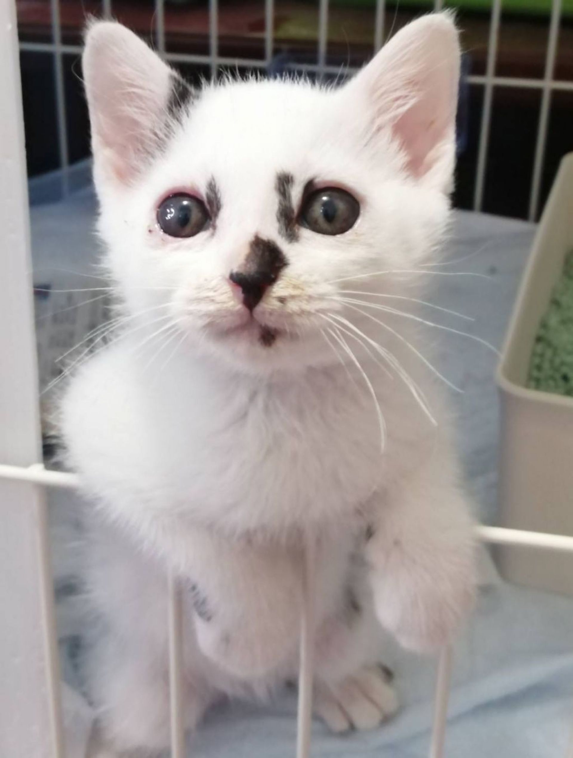 雑種（ミックス猫）・オスの里親募集の写真