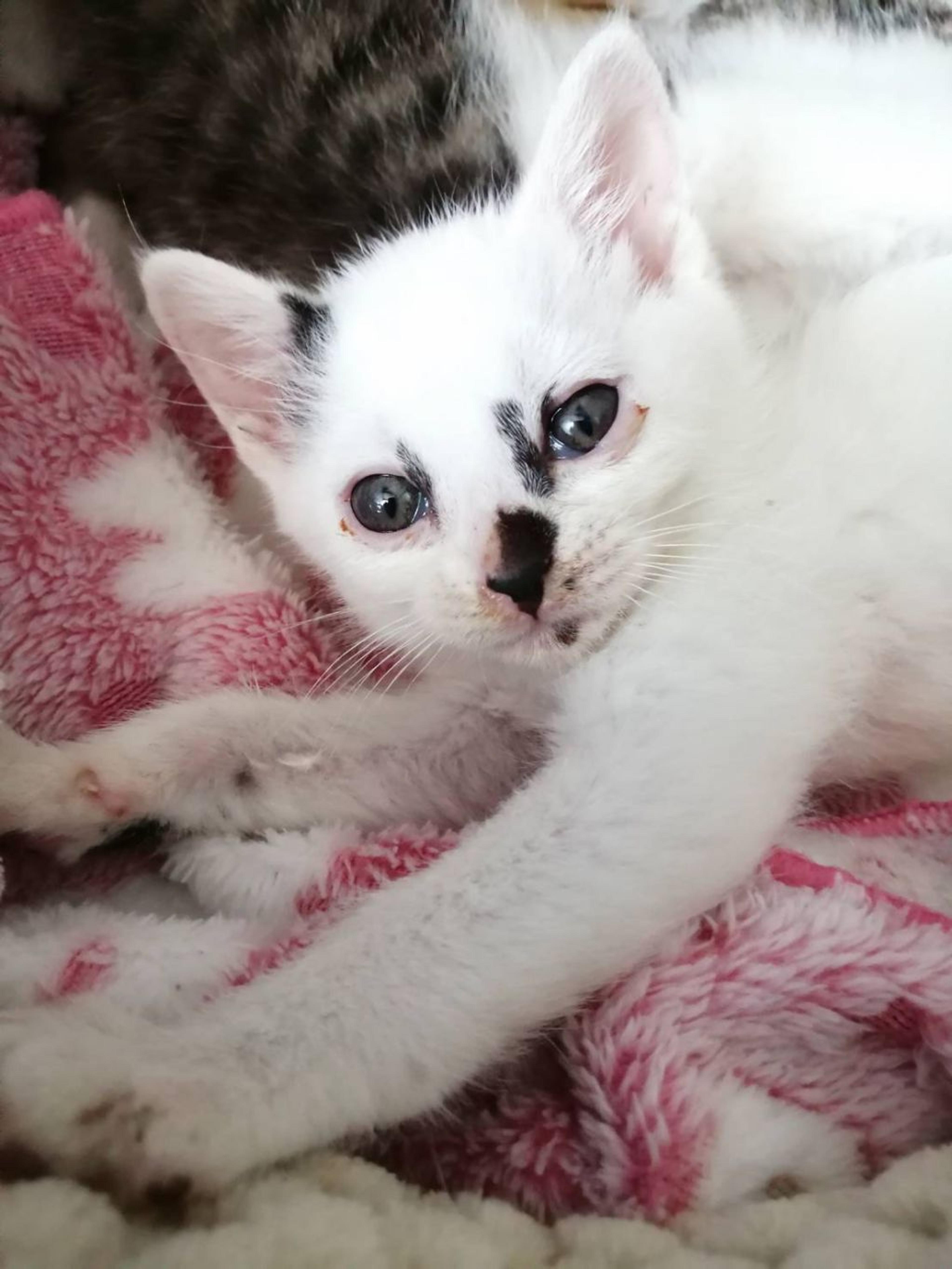 pet-image-3