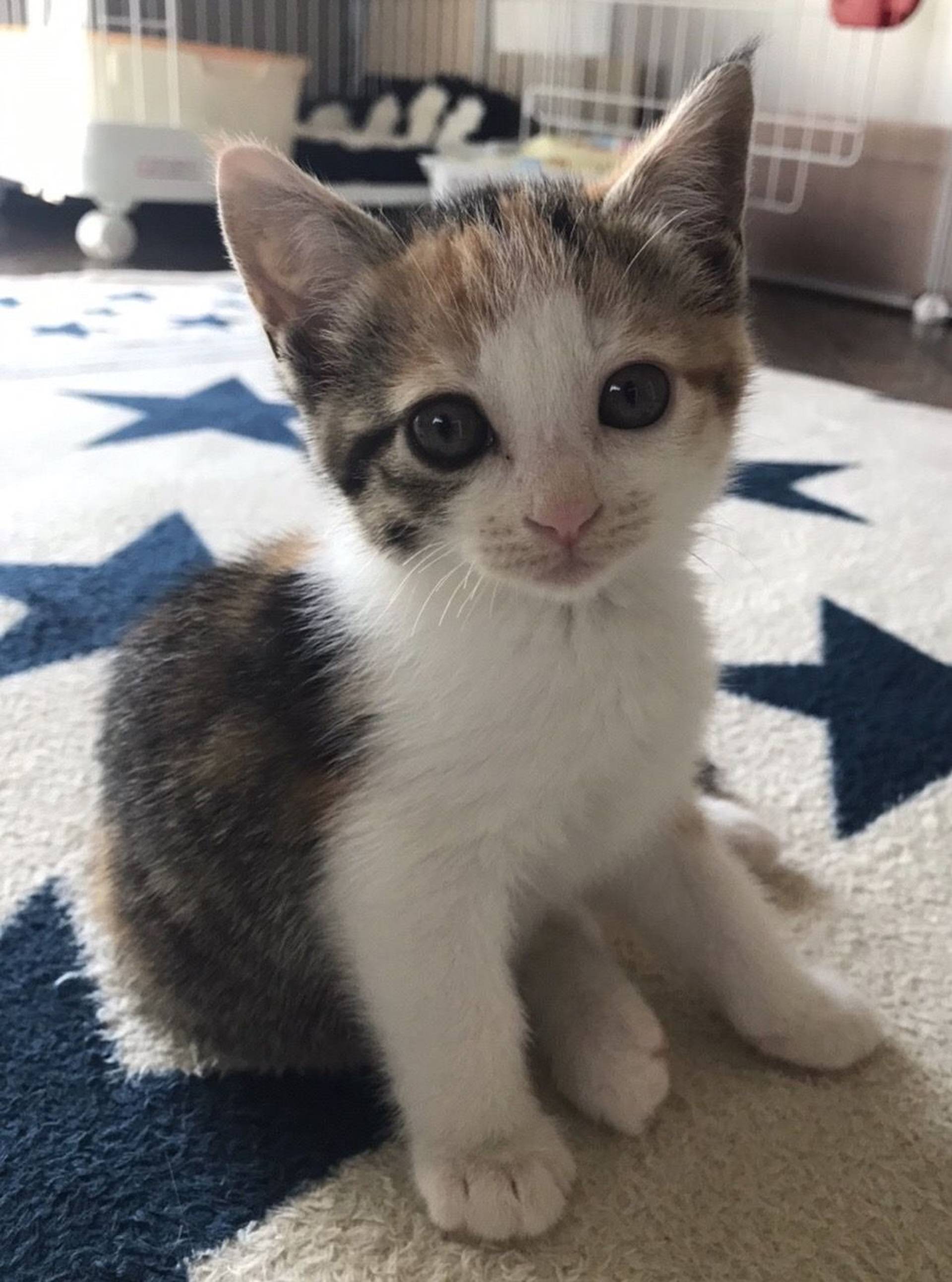 雑種（ミックス猫）・メスの里親募集の写真