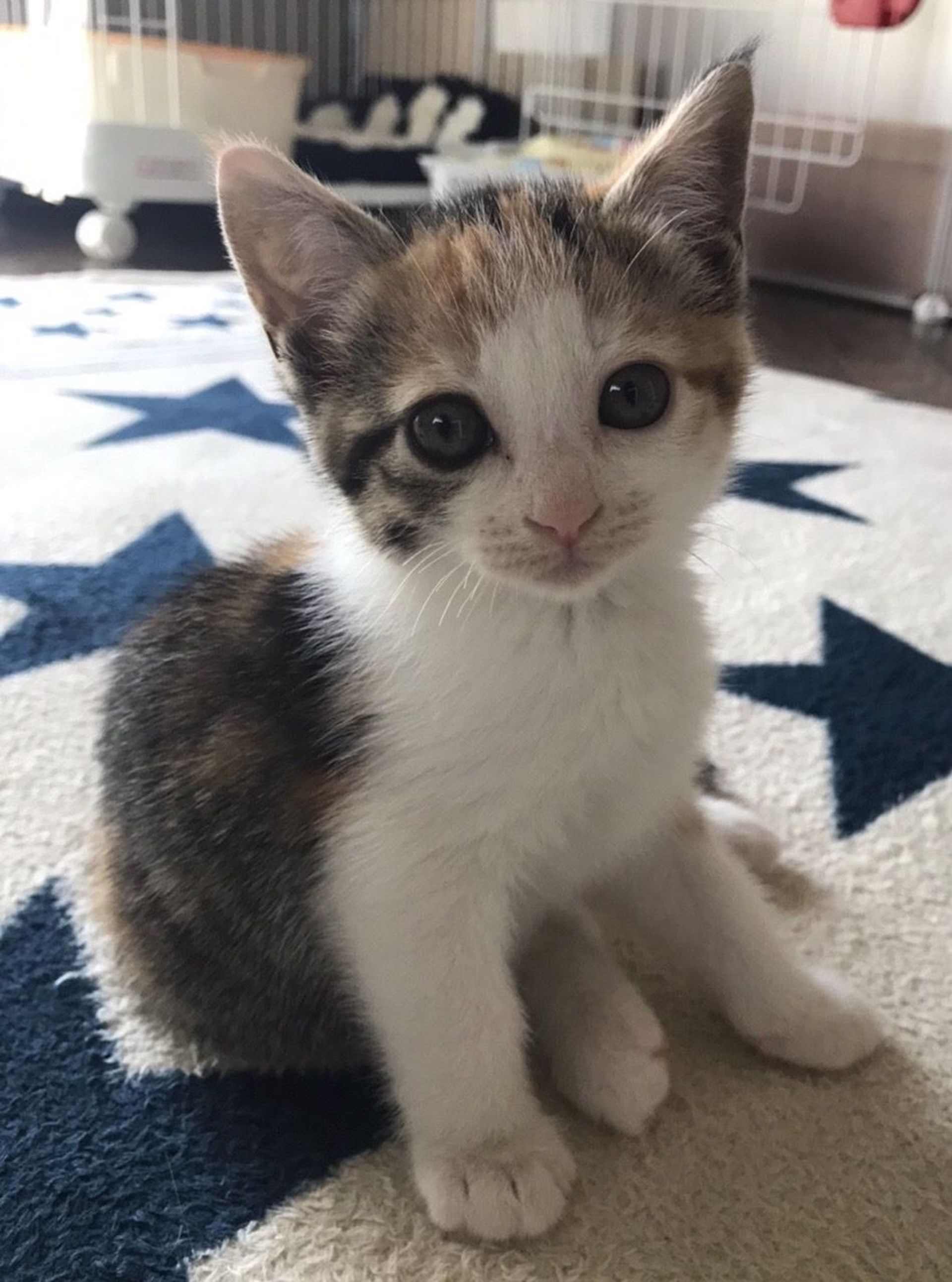 雑種（ミックス猫）・メスの里親募集の写真