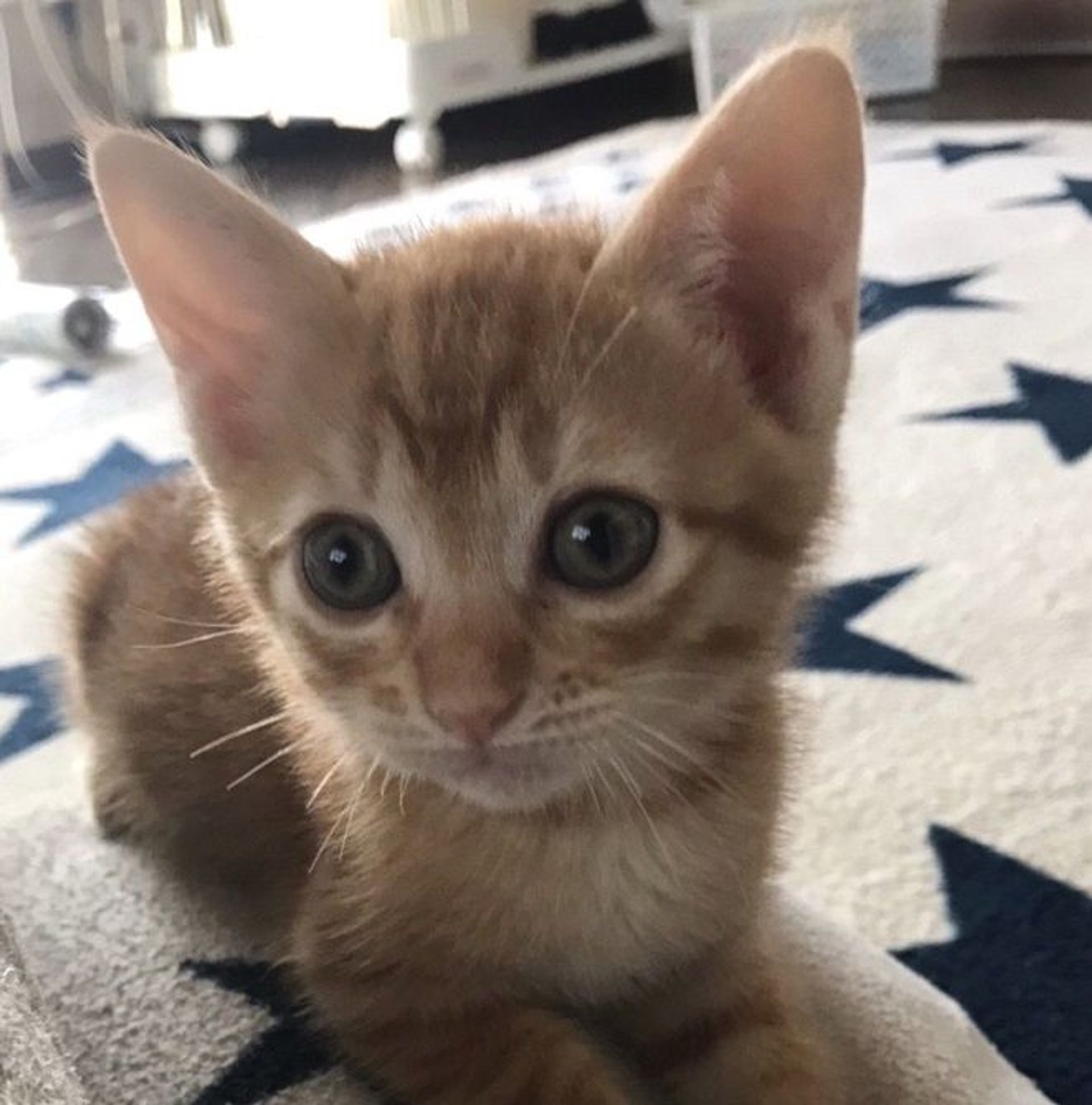 雑種（ミックス猫）・オスの里親募集の写真
