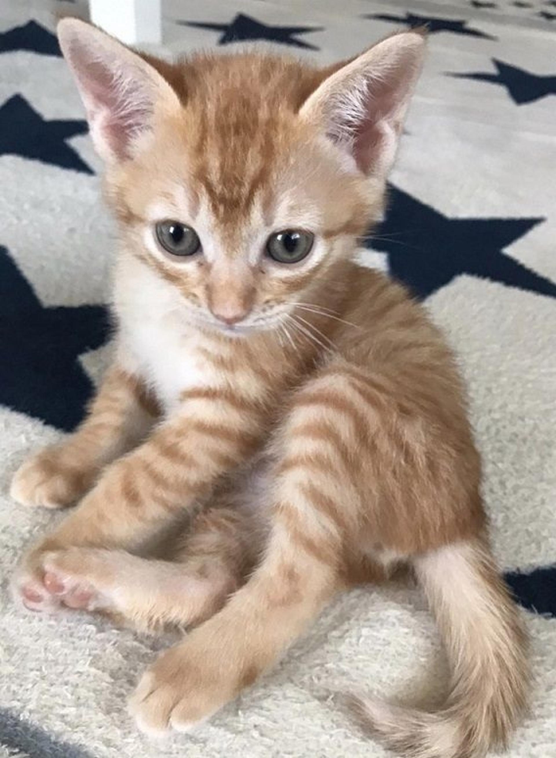 pet-image-3
