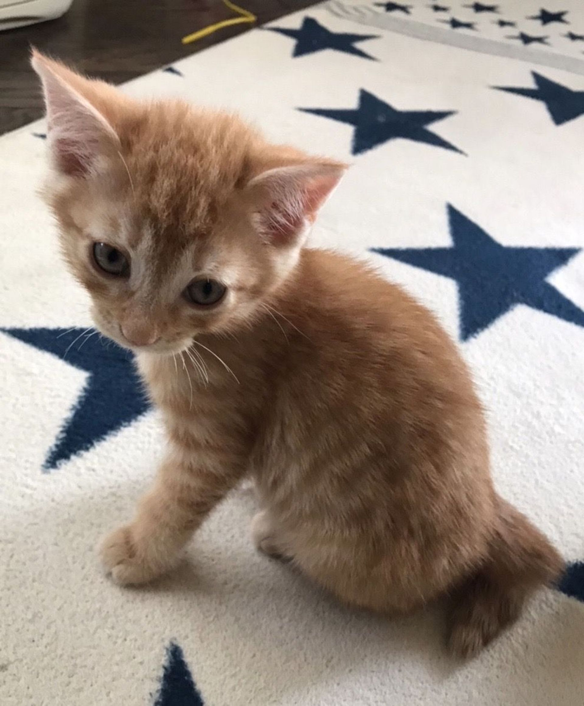 雑種（ミックス猫）・オスの里親募集の写真