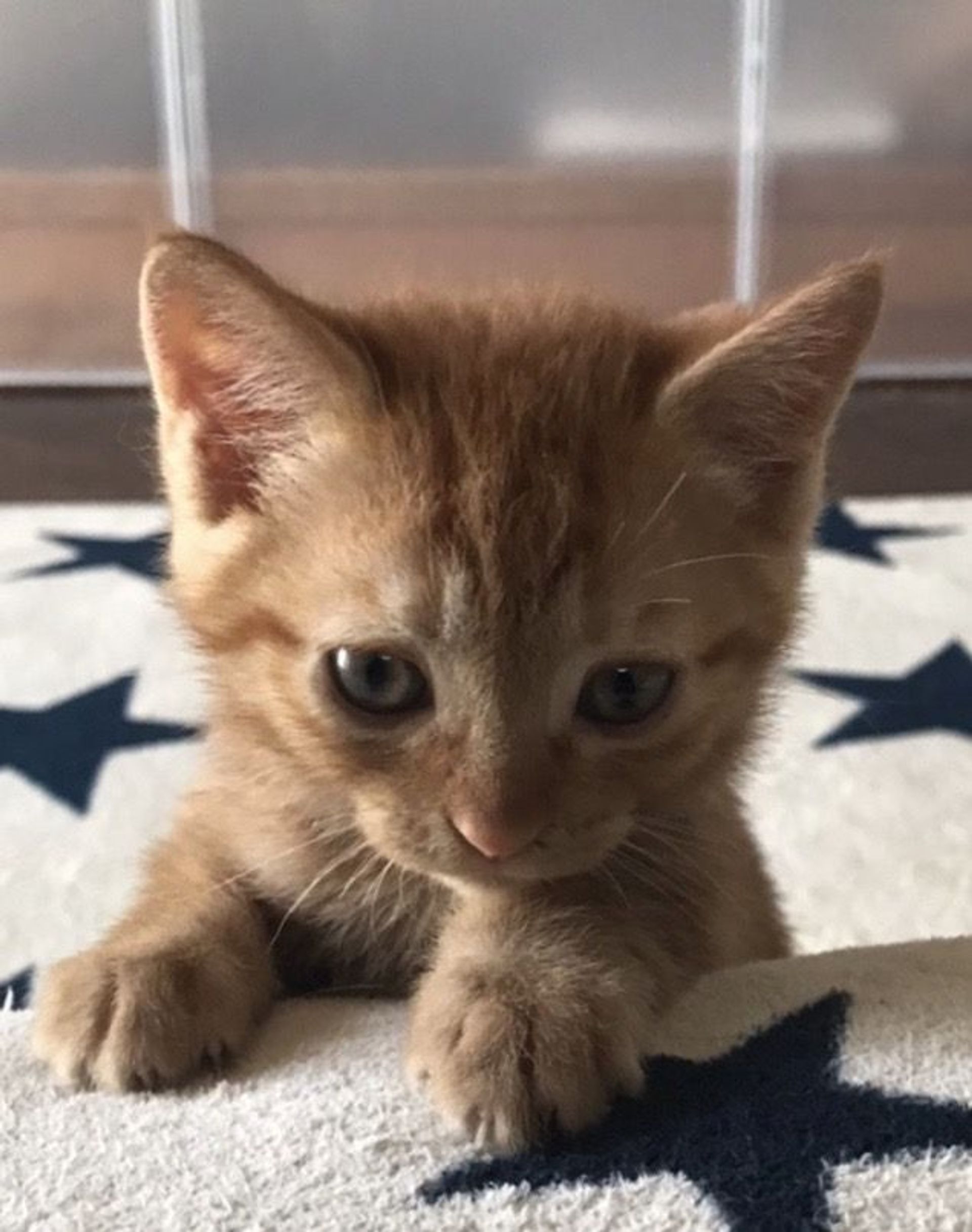 雑種（ミックス猫）・オスの里親募集の写真