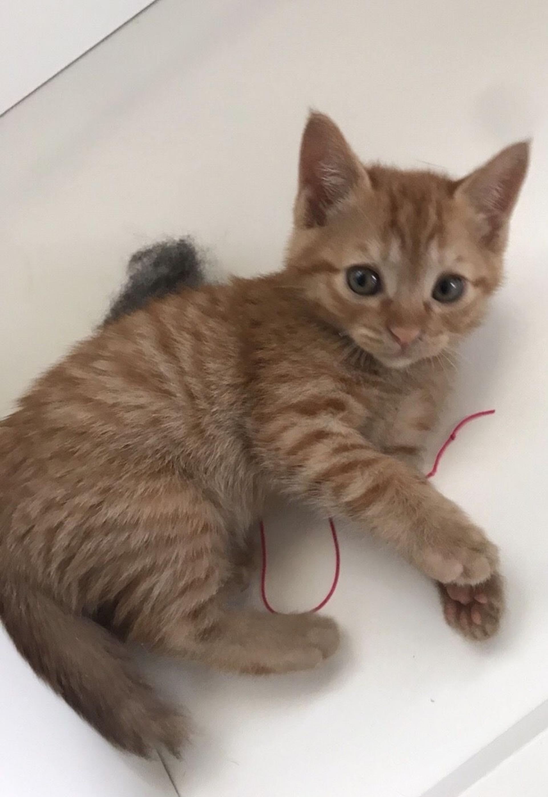 pet-image-2