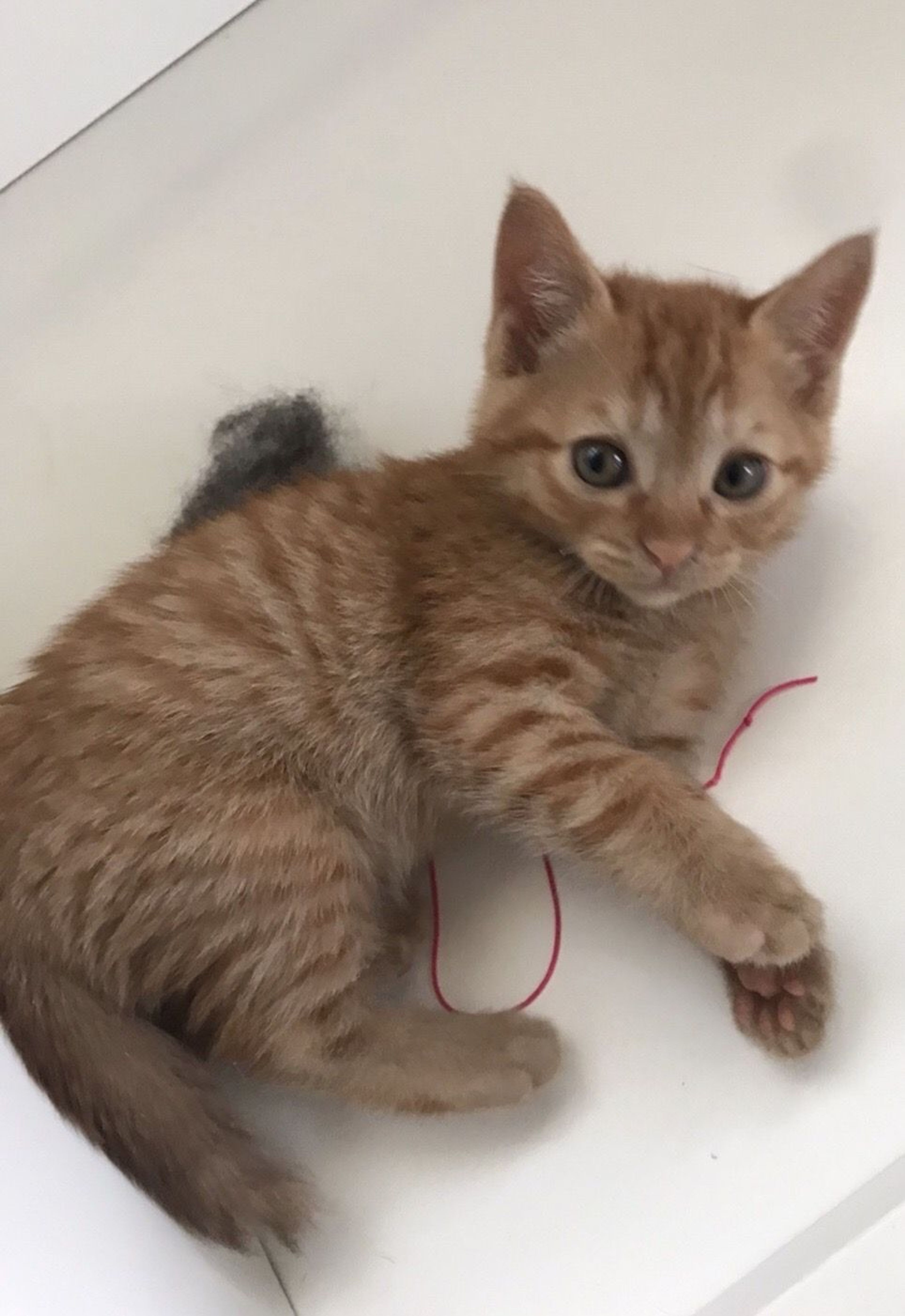 pet-image-2