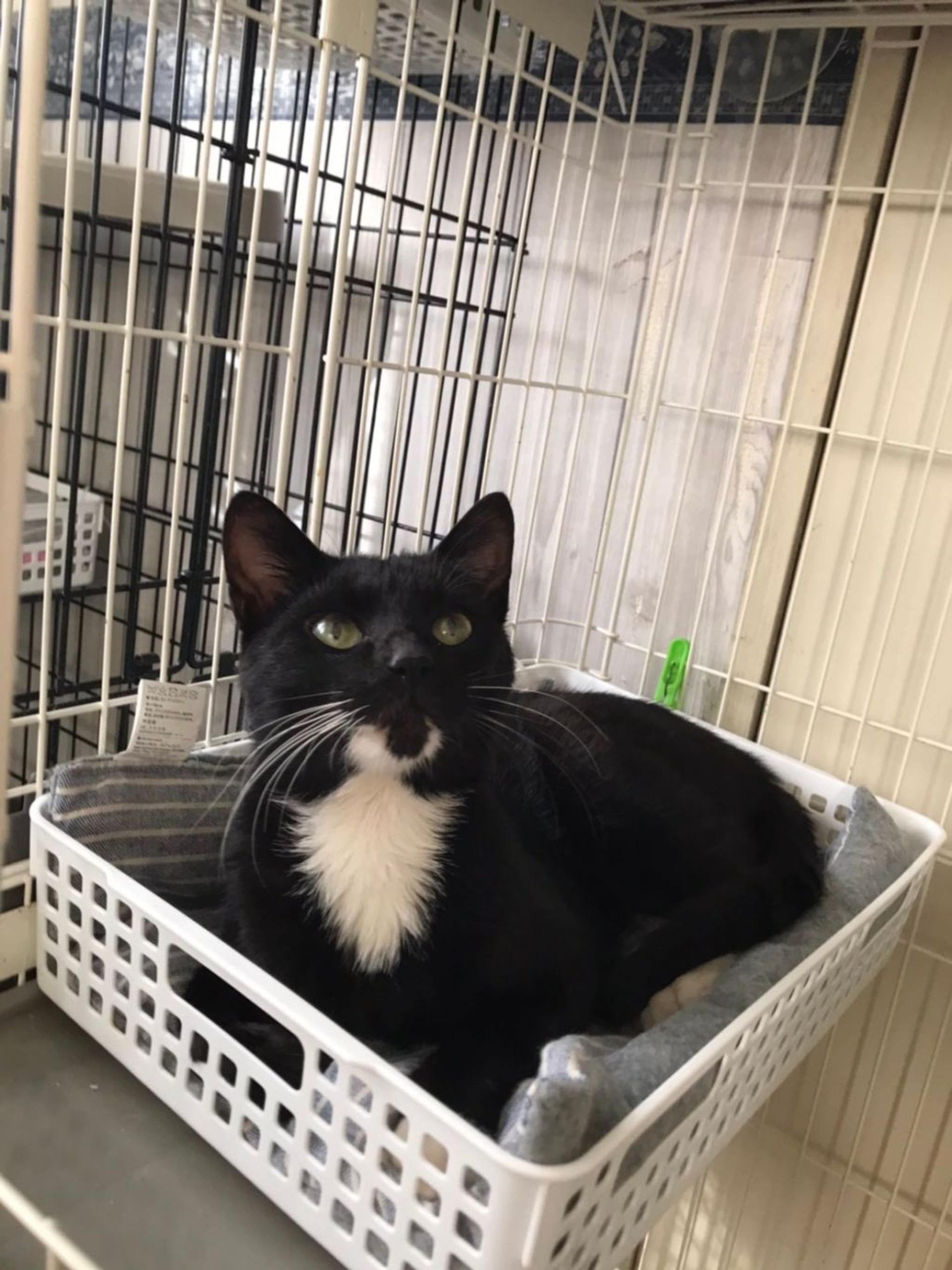 pet-image-2