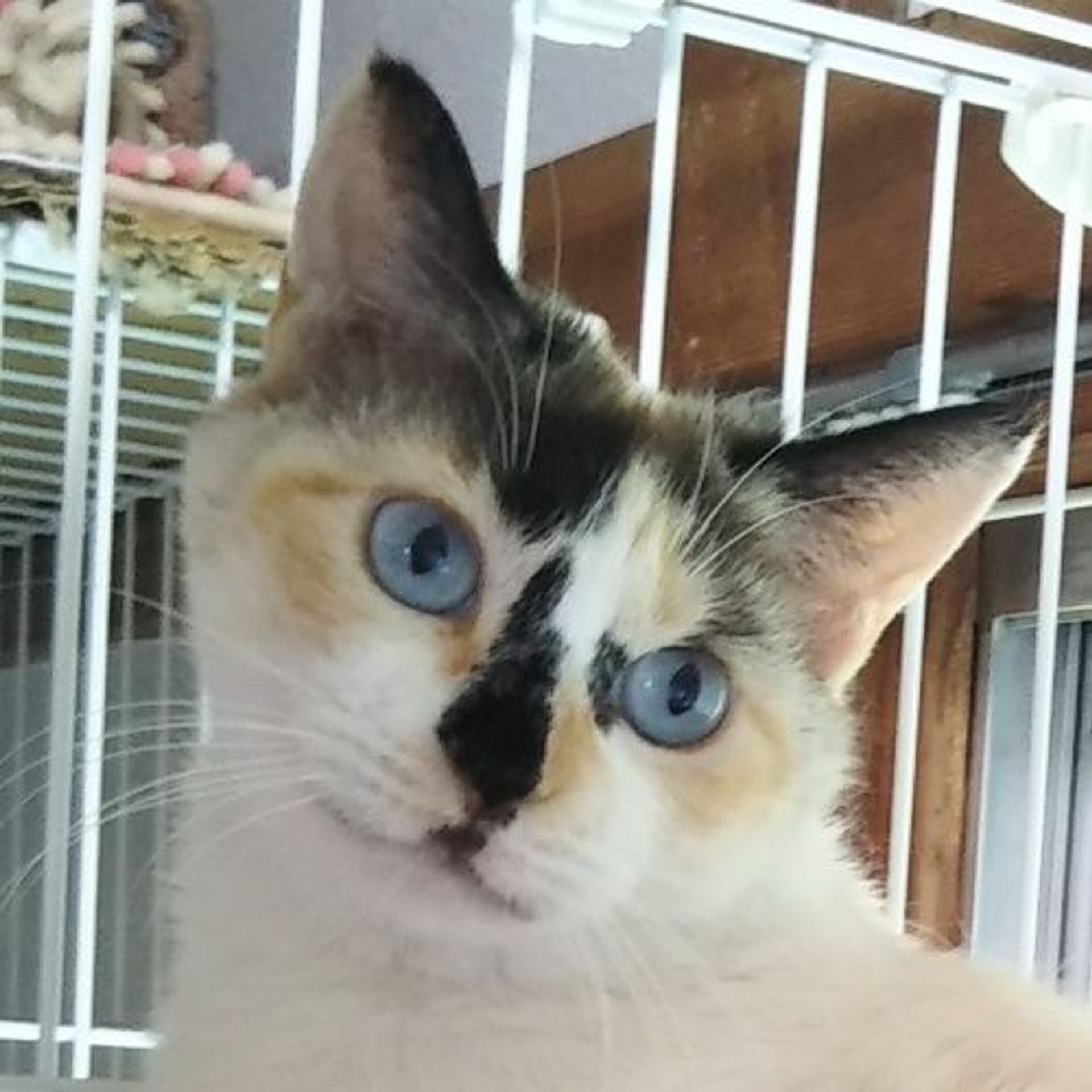 雑種（ミックス猫）・メスの里親募集の写真