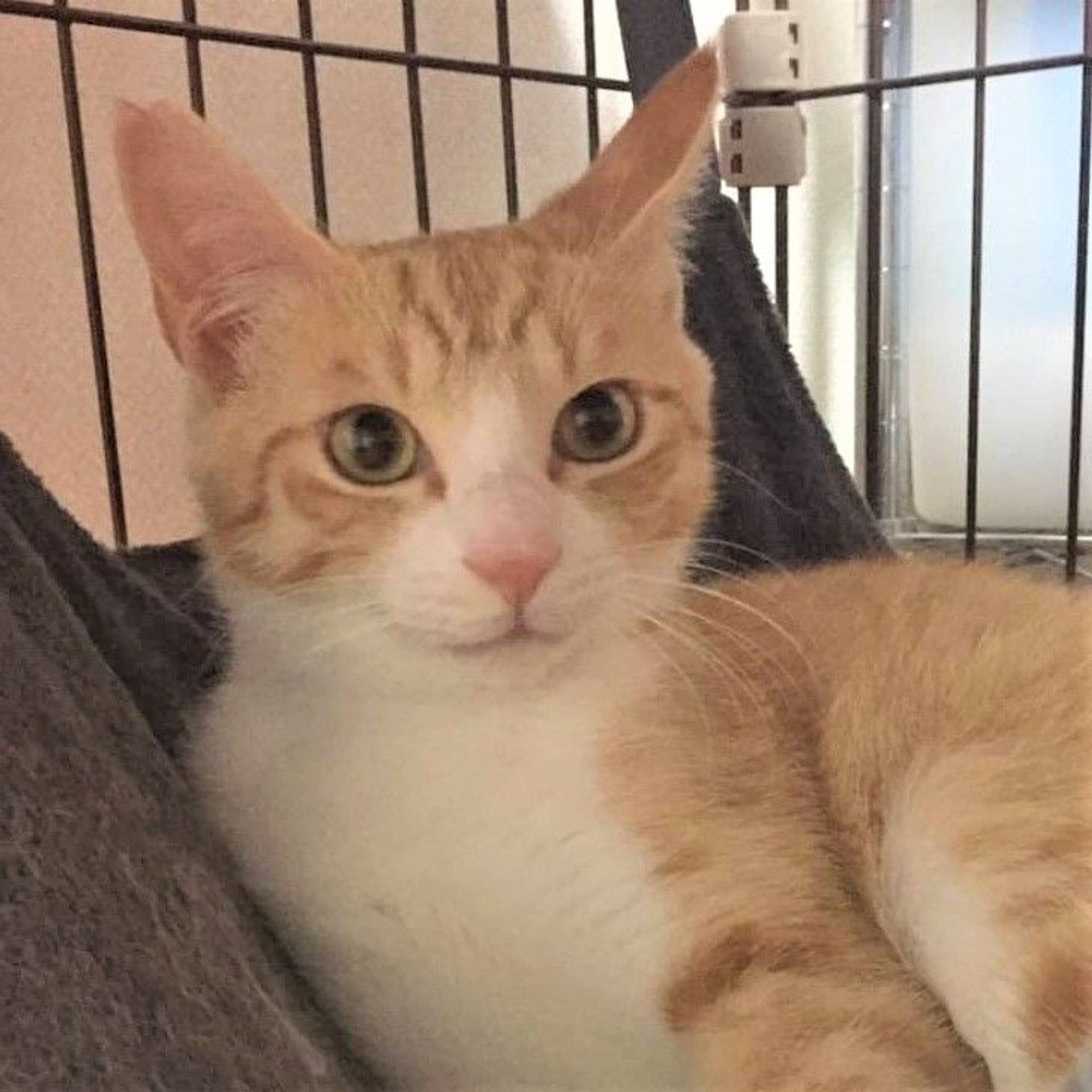 雑種（ミックス猫）・オスの里親募集の写真