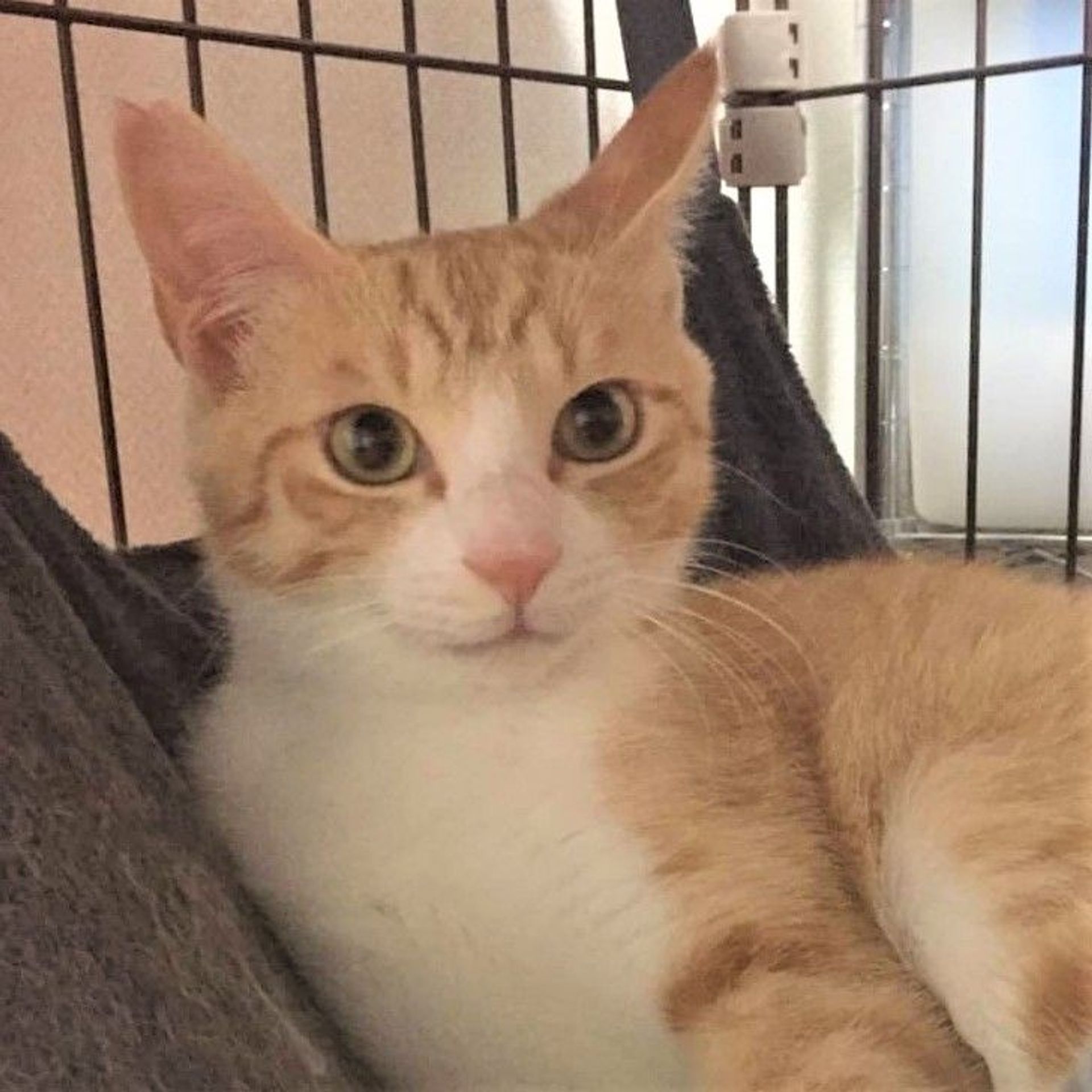 雑種（ミックス猫）・オスの里親募集の写真